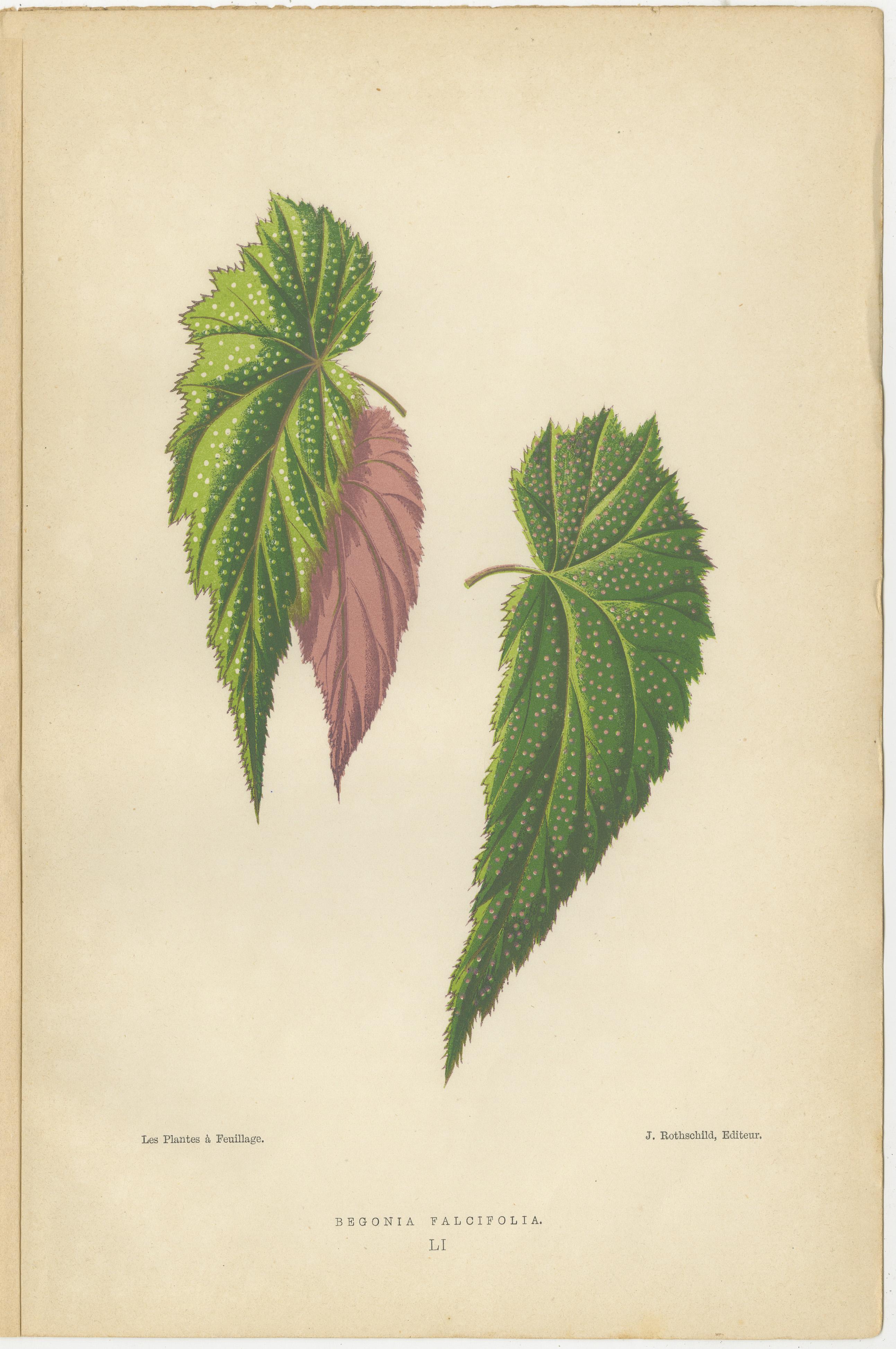 Late 19th Century Botanical Elegance: A Trio of Antique Foliar Portraits, Published in 1880 For Sale