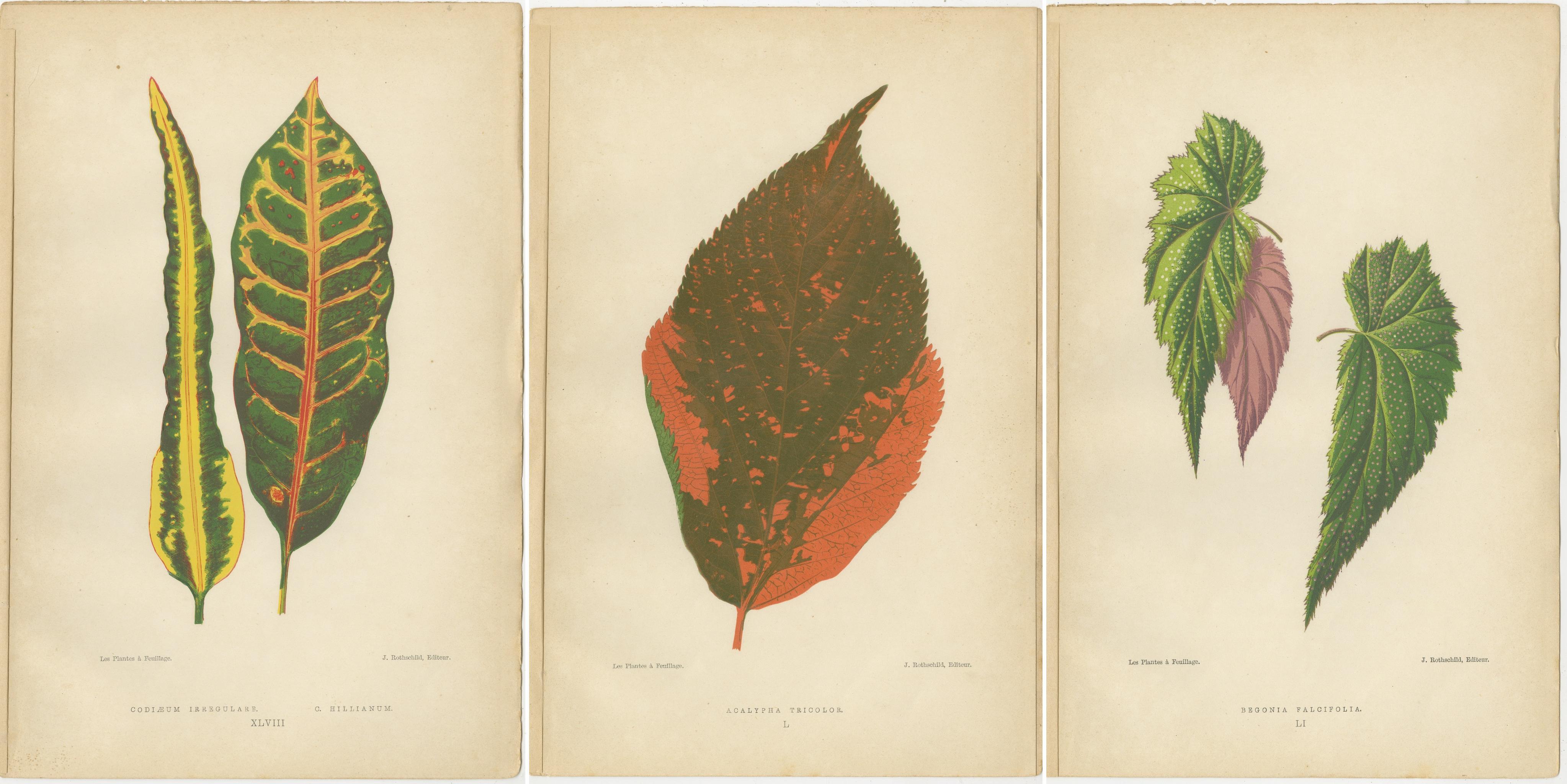 Paper Botanical Elegance: A Trio of Antique Foliar Portraits, Published in 1880 For Sale