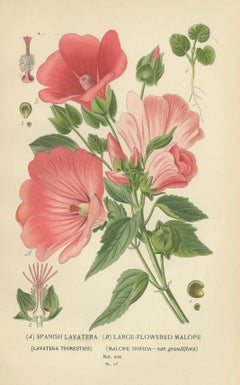 Botanical Elegance: A Triptych of 19th-Century Floral Art, 1896