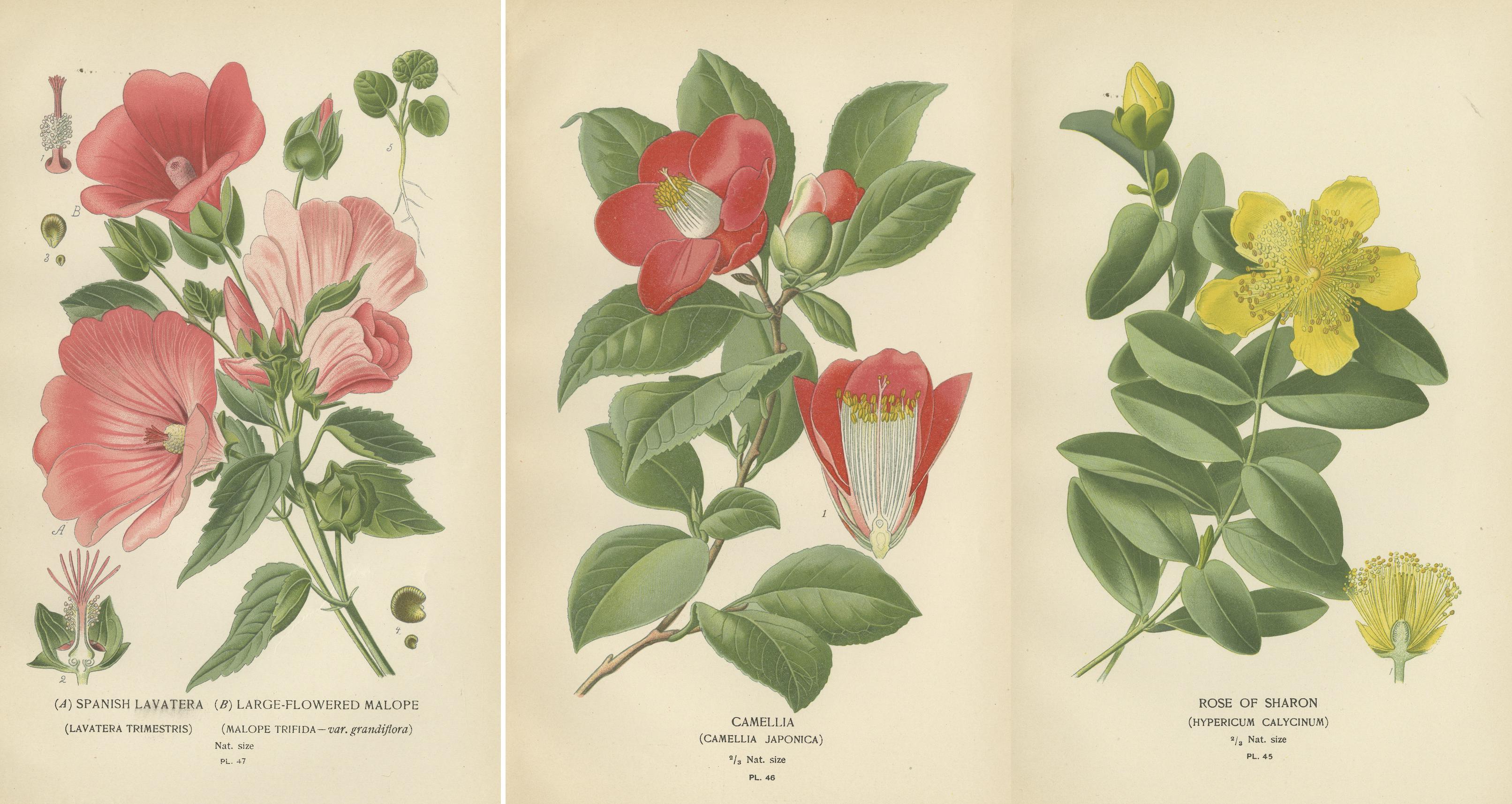 Paper Botanical Elegance: A Triptych of 19th-Century Floral Art, 1896 For Sale