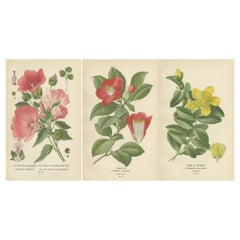 Botanical Elegance: A Triptychon der Blumenkunst des 19. Jahrhunderts, 1896