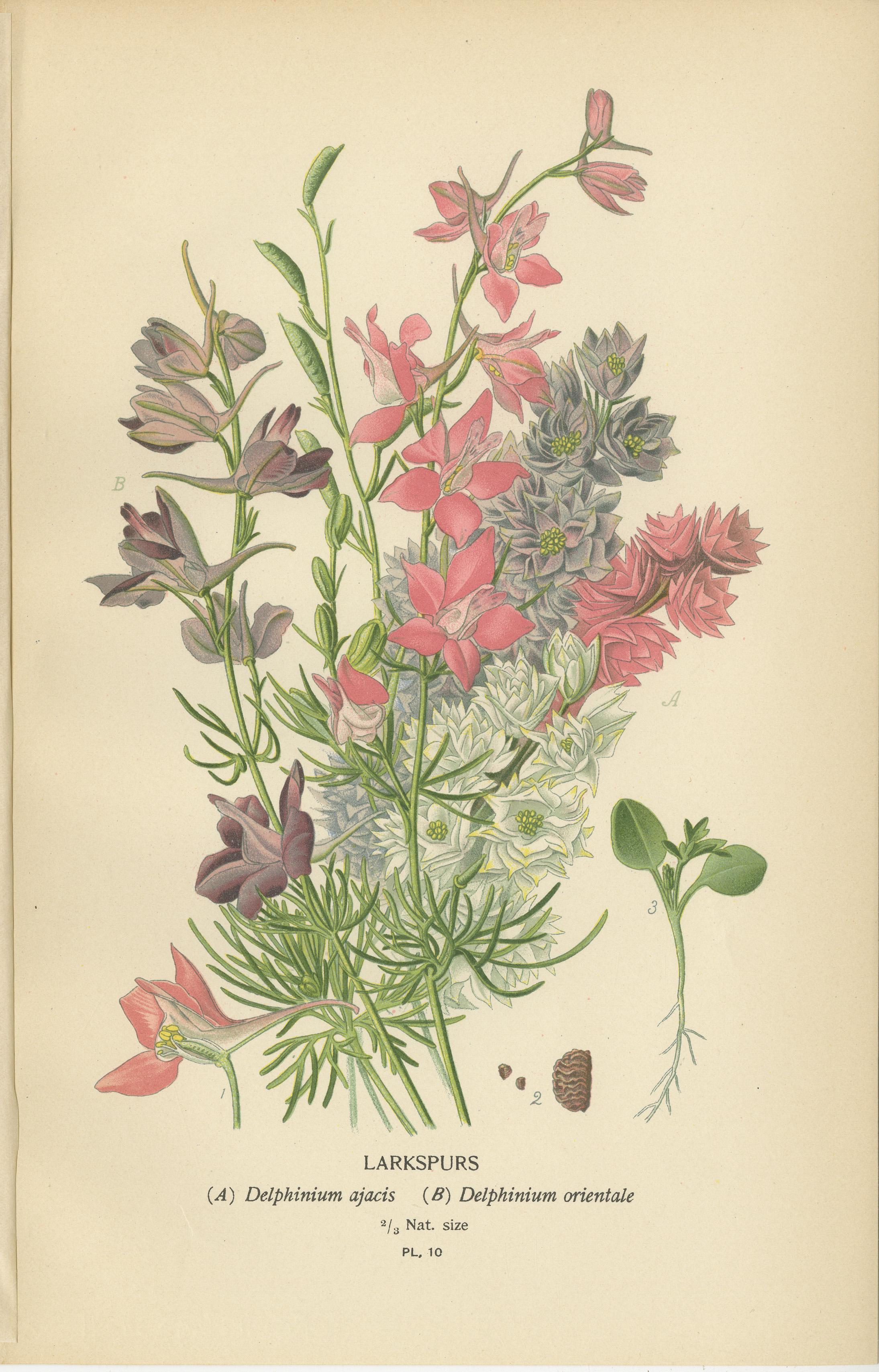 Botanical Elegance: Ein Triptychon aus Garten- und Gewächshauskugeln, 1896 im Zustand „Gut“ im Angebot in Langweer, NL