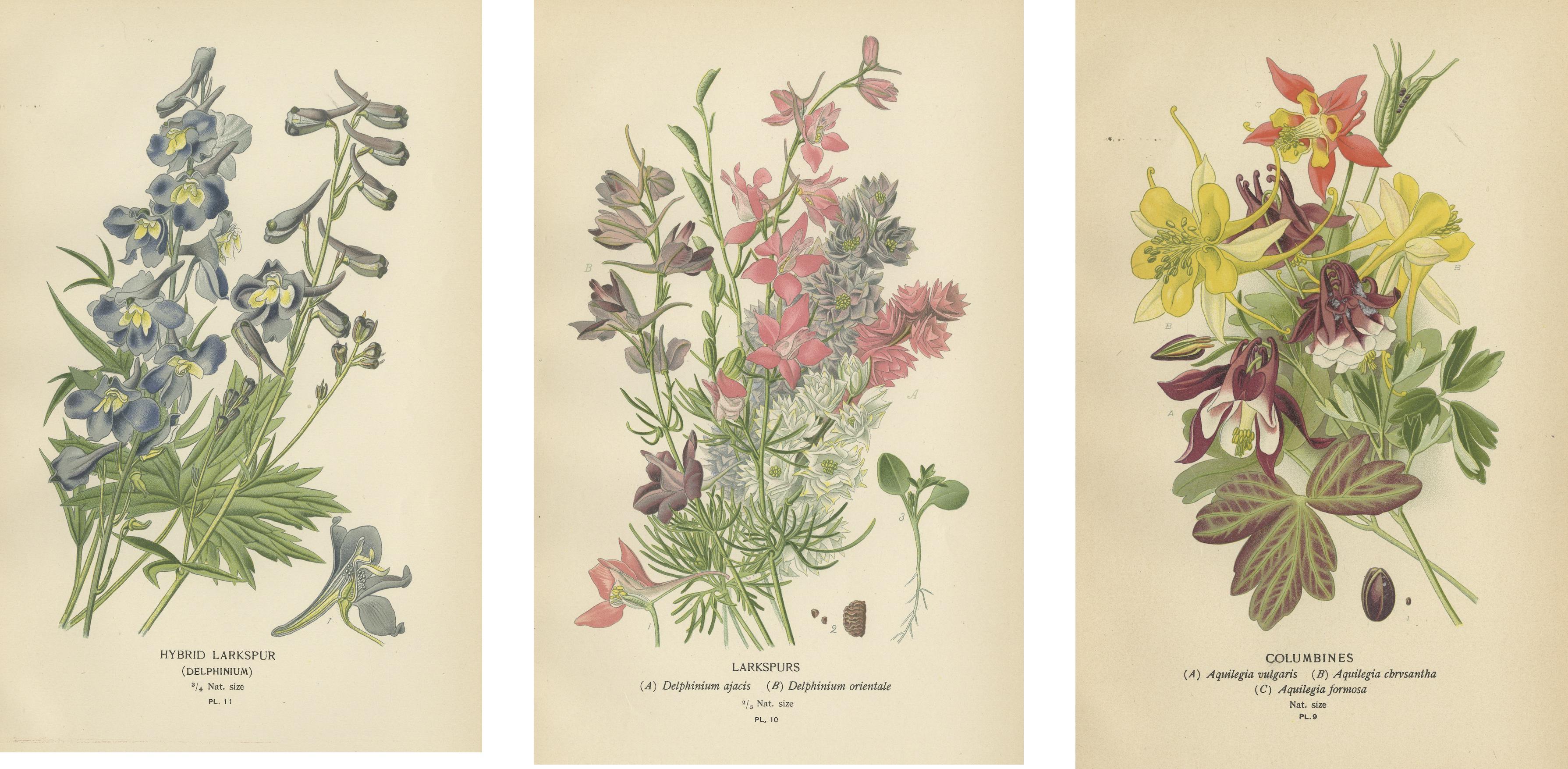 Botanical Elegance: Ein Triptychon aus Garten- und Gewächshauskugeln, 1896 (Papier) im Angebot