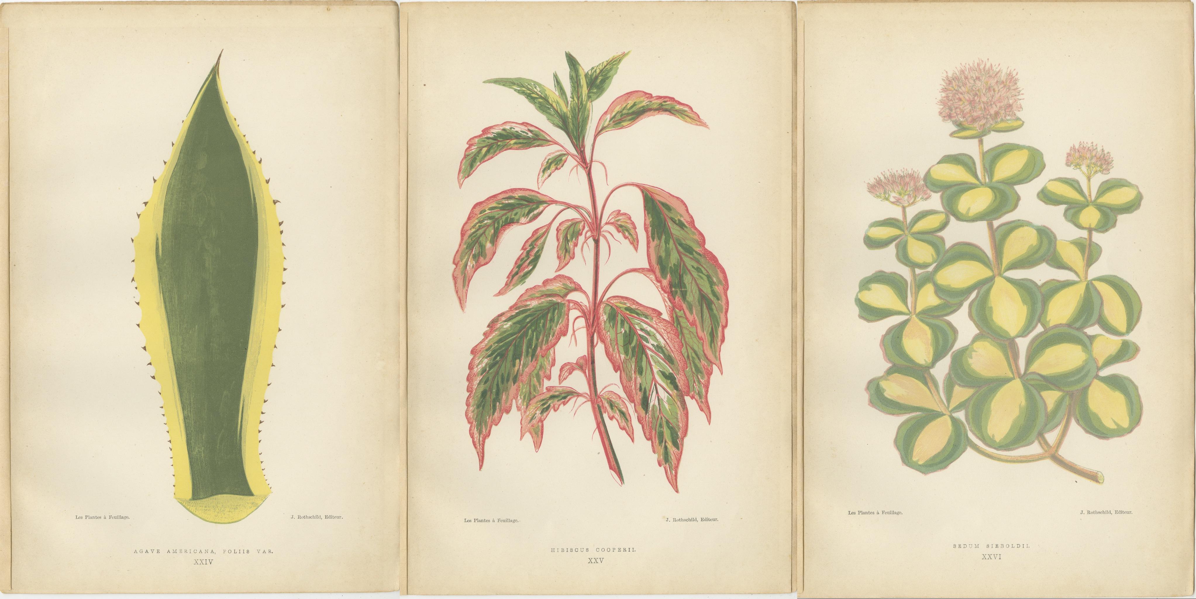 Paper Botanical Elegance: A Triptych of Variegated Splendor, Published in 1880 For Sale