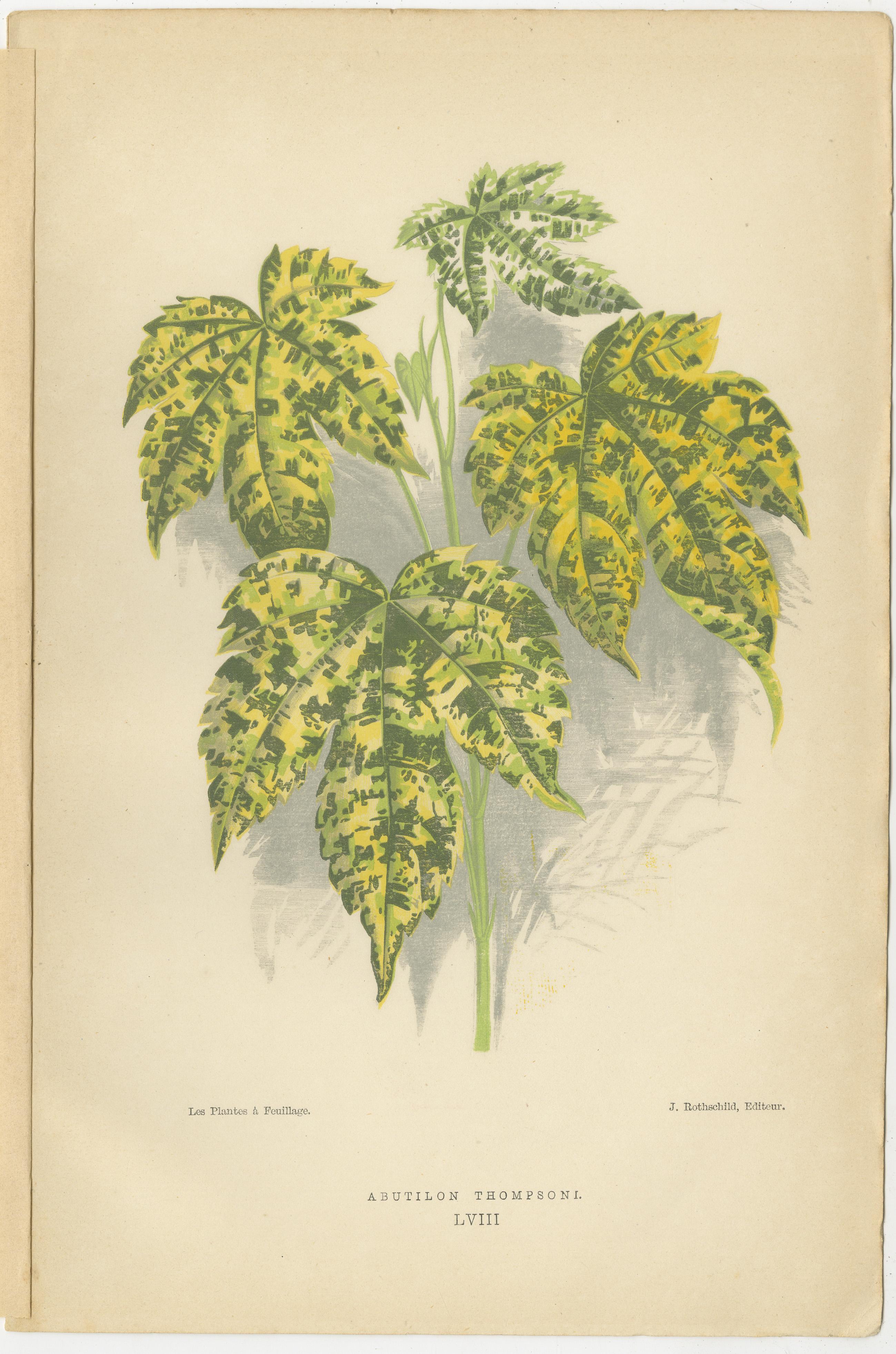 Late 19th Century Botanical Elegance: A Triptych of Vintage Plant Illustrations, 1880 For Sale