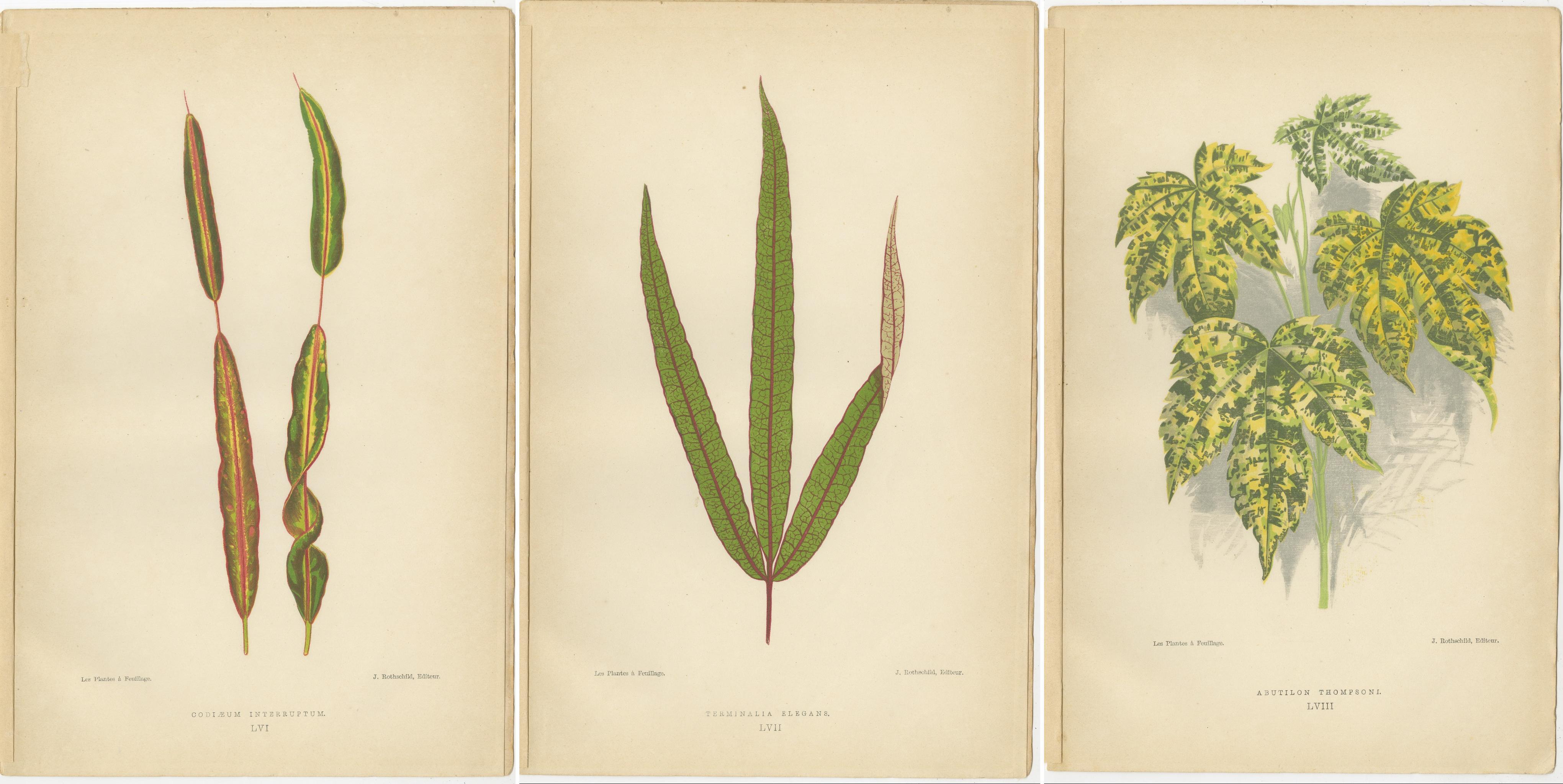 Paper Botanical Elegance: A Triptych of Vintage Plant Illustrations, 1880 For Sale