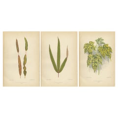 Botanical Elegance: A Triptych of Vintage Plant Illustrations, 1880 Botanical Elegance: A Triptych of Antique Plant Illustrations, 1880