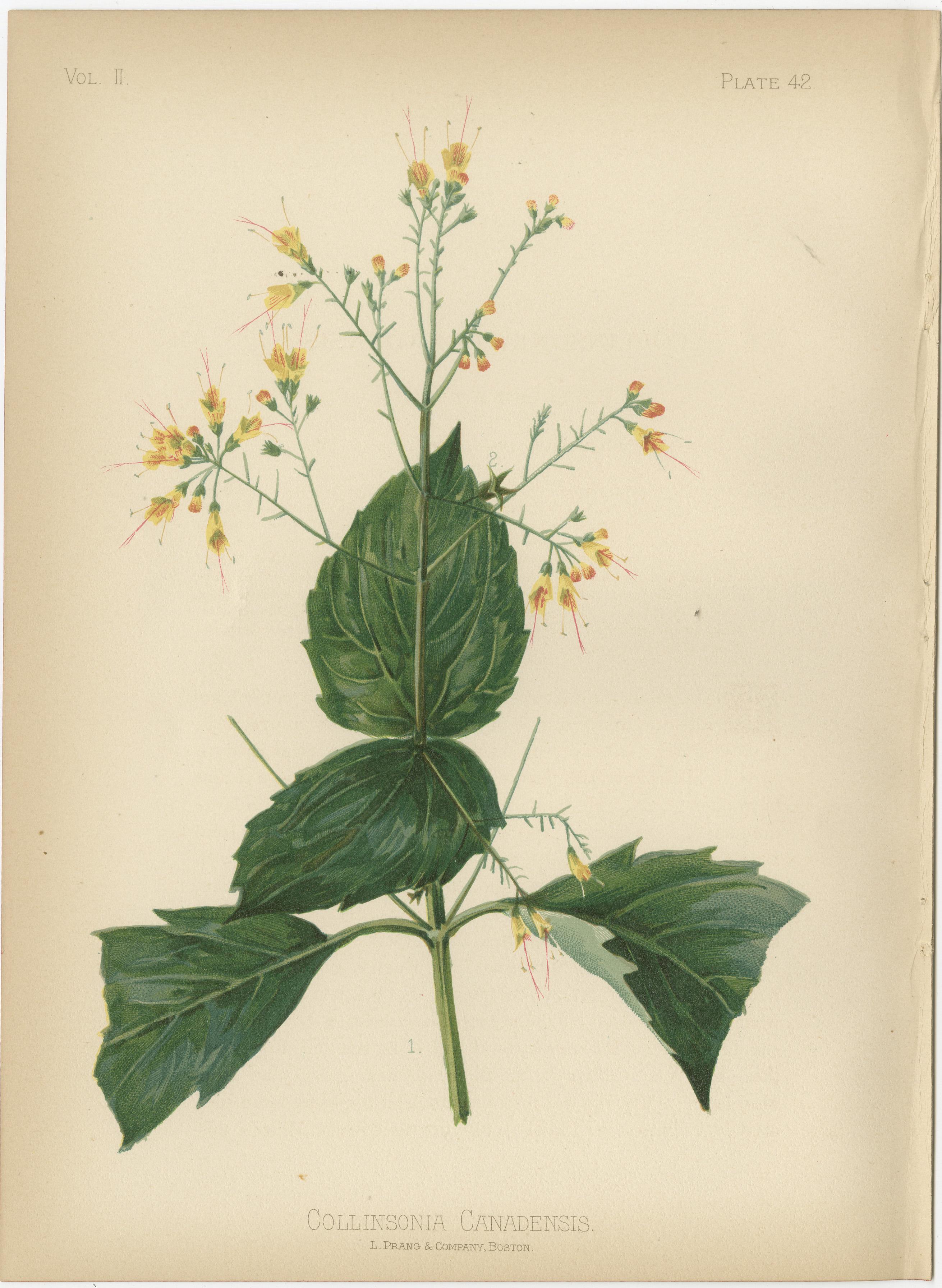 Botanical Elegance: A Vintage Collection of American Flora, 1879 In Good Condition In Langweer, NL