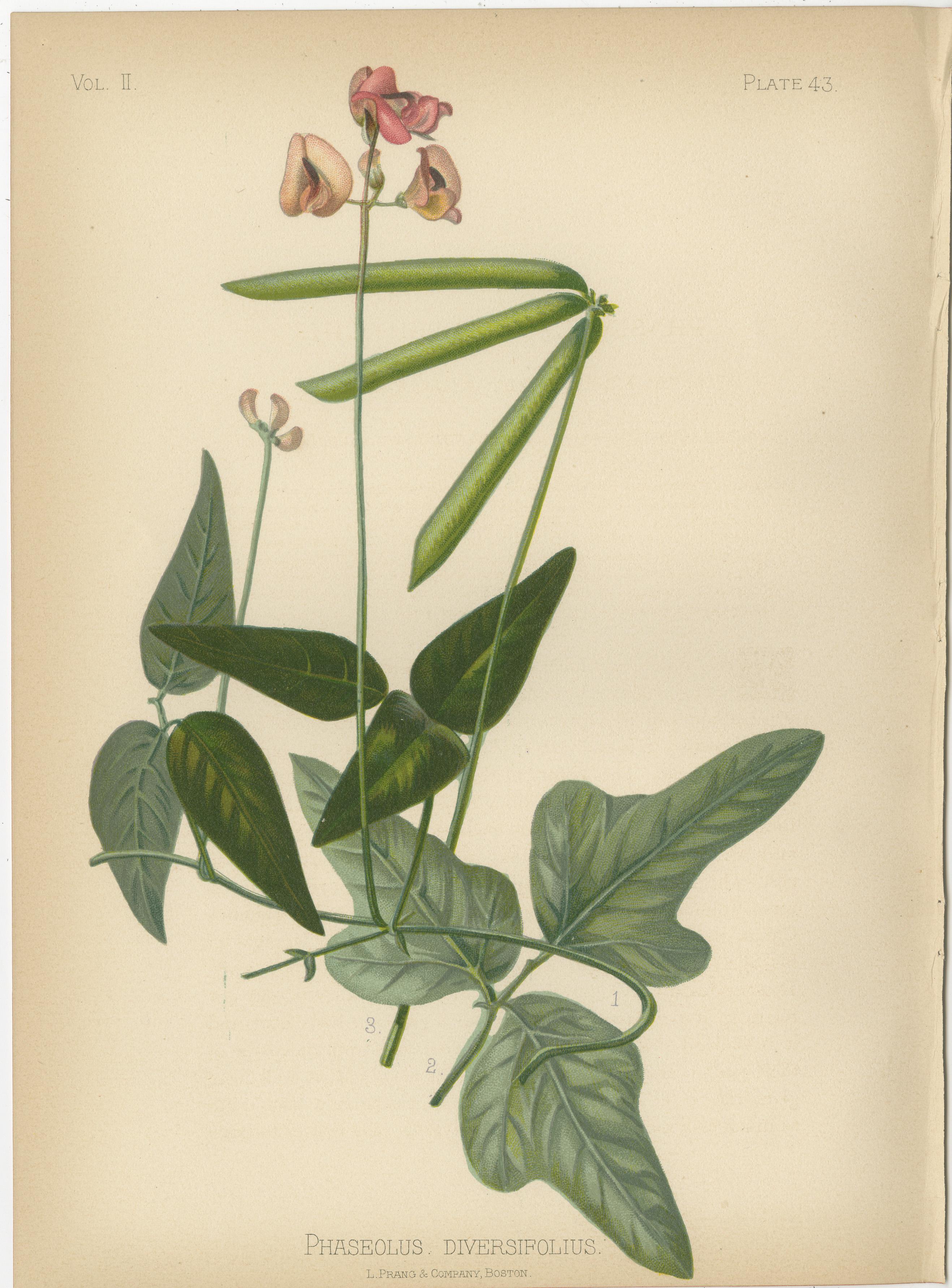 Late 19th Century Botanical Elegance: A Vintage Collection of American Flora, 1879