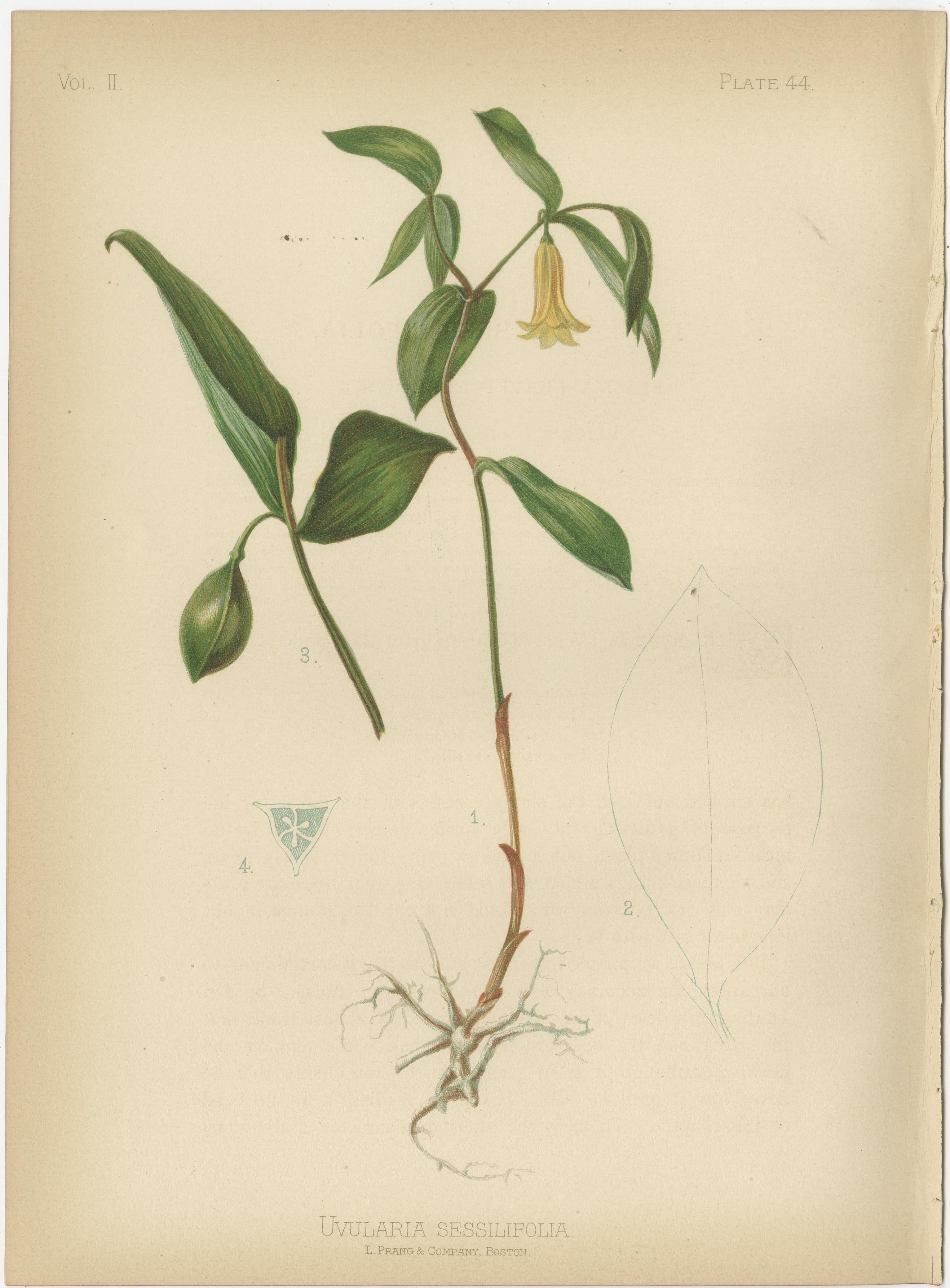 Paper Botanical Elegance: A Vintage Collection of American Flora, 1879