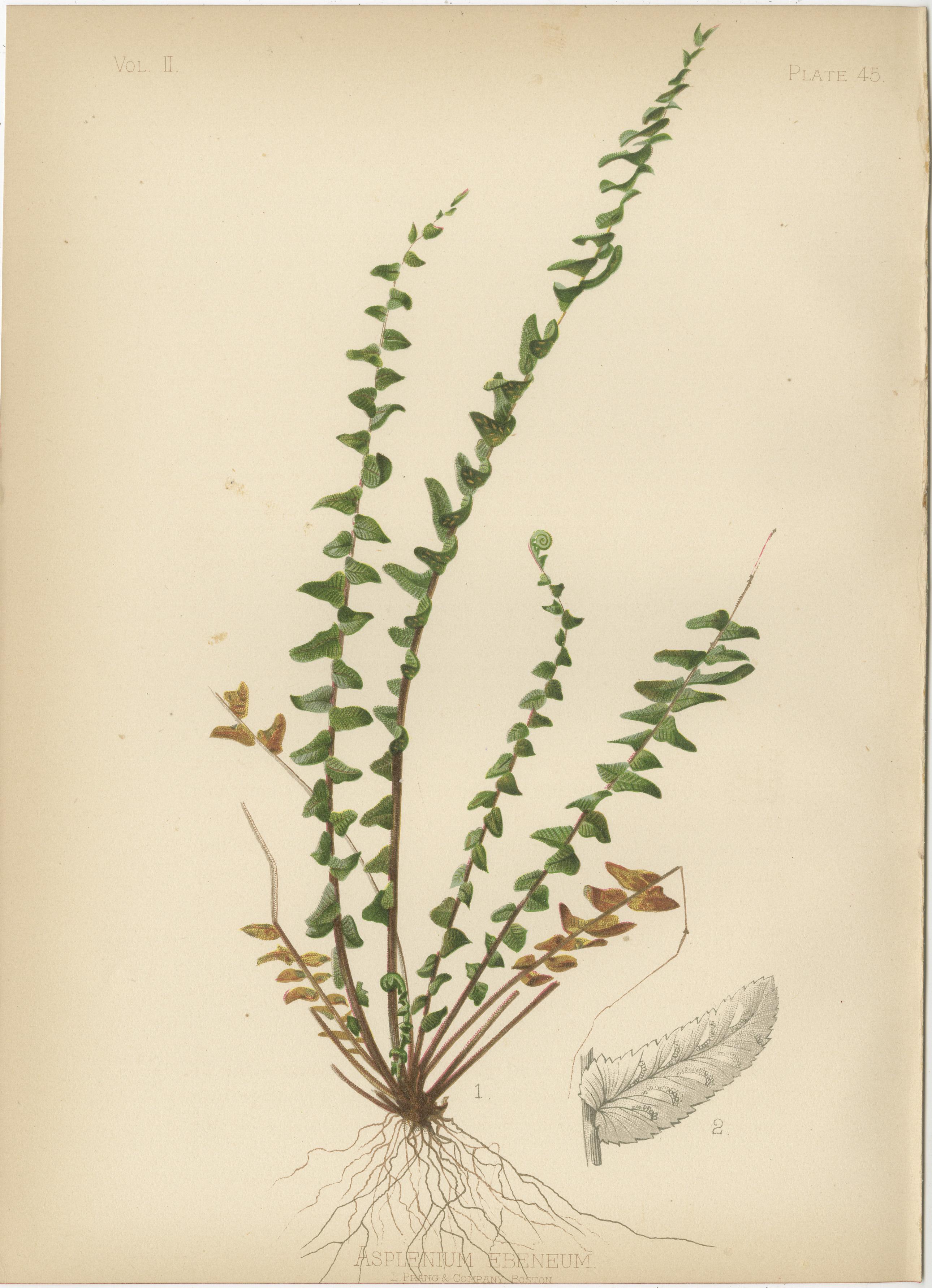 Botanical Elegance: A Vintage Collection of American Flora, 1879 1