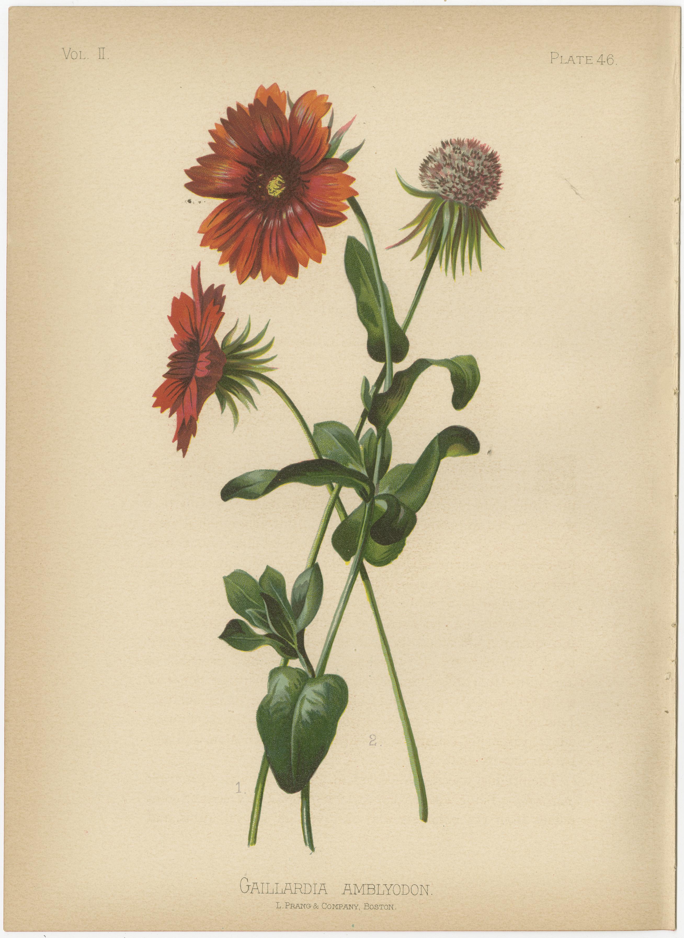 Botanical Elegance: A Vintage Collection of American Flora, 1879 2