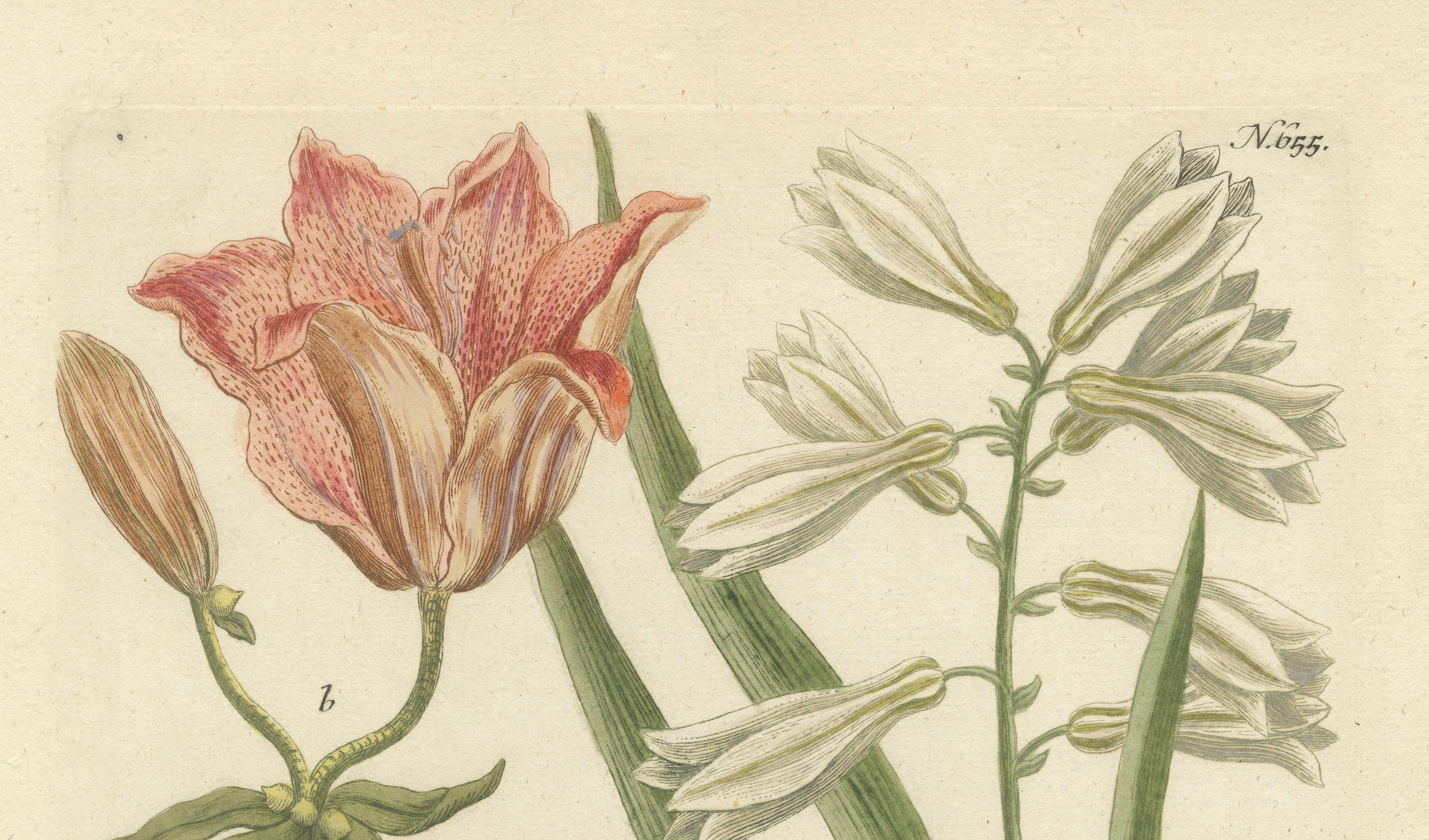 Mid-18th Century Botanical Elegance: Antique Engravings from Johann Weinmann's Masterpiece, 1748 For Sale