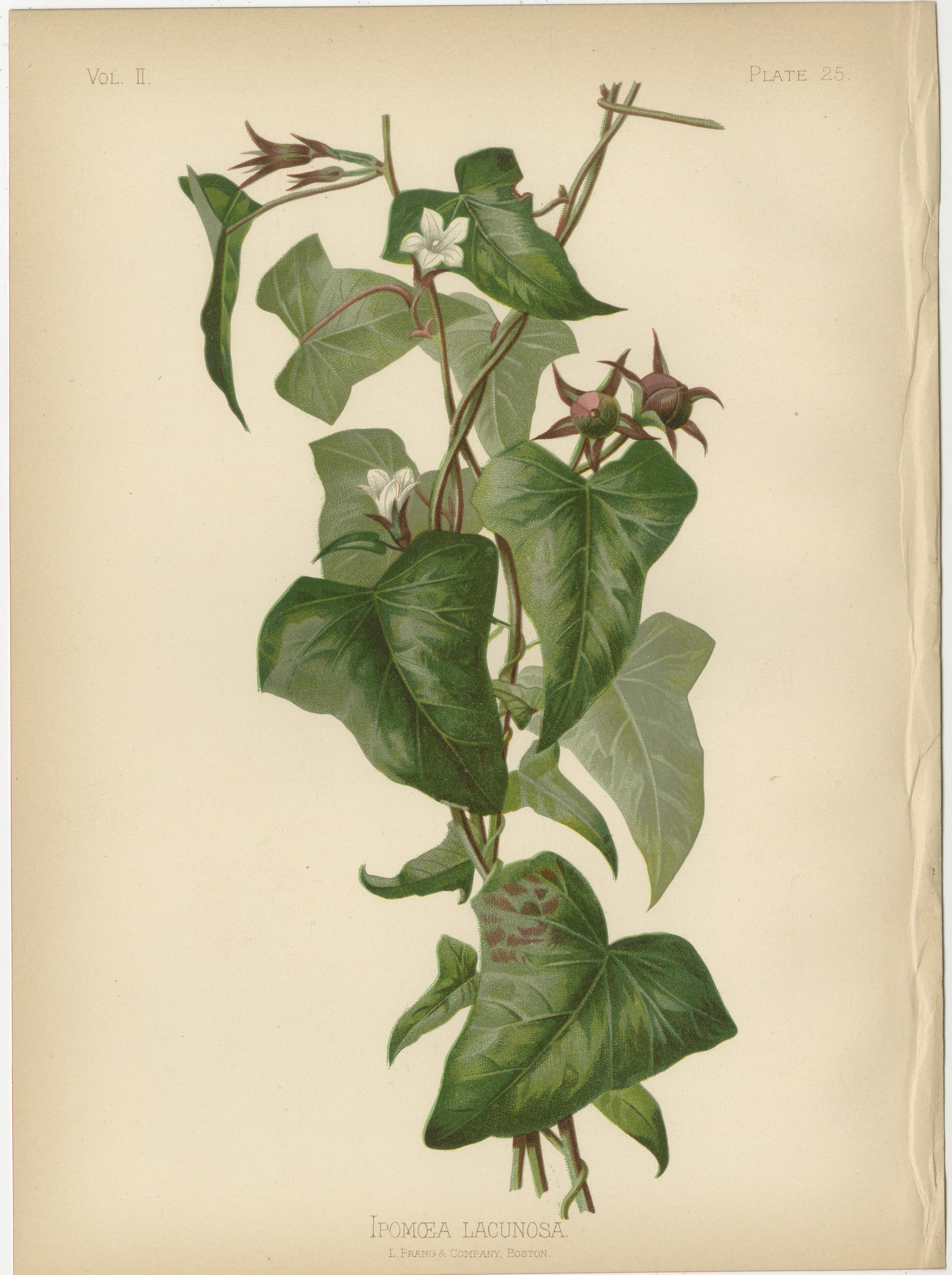 Late 19th Century Botanical Elegance: Flora of 19th Century America, 1879 For Sale