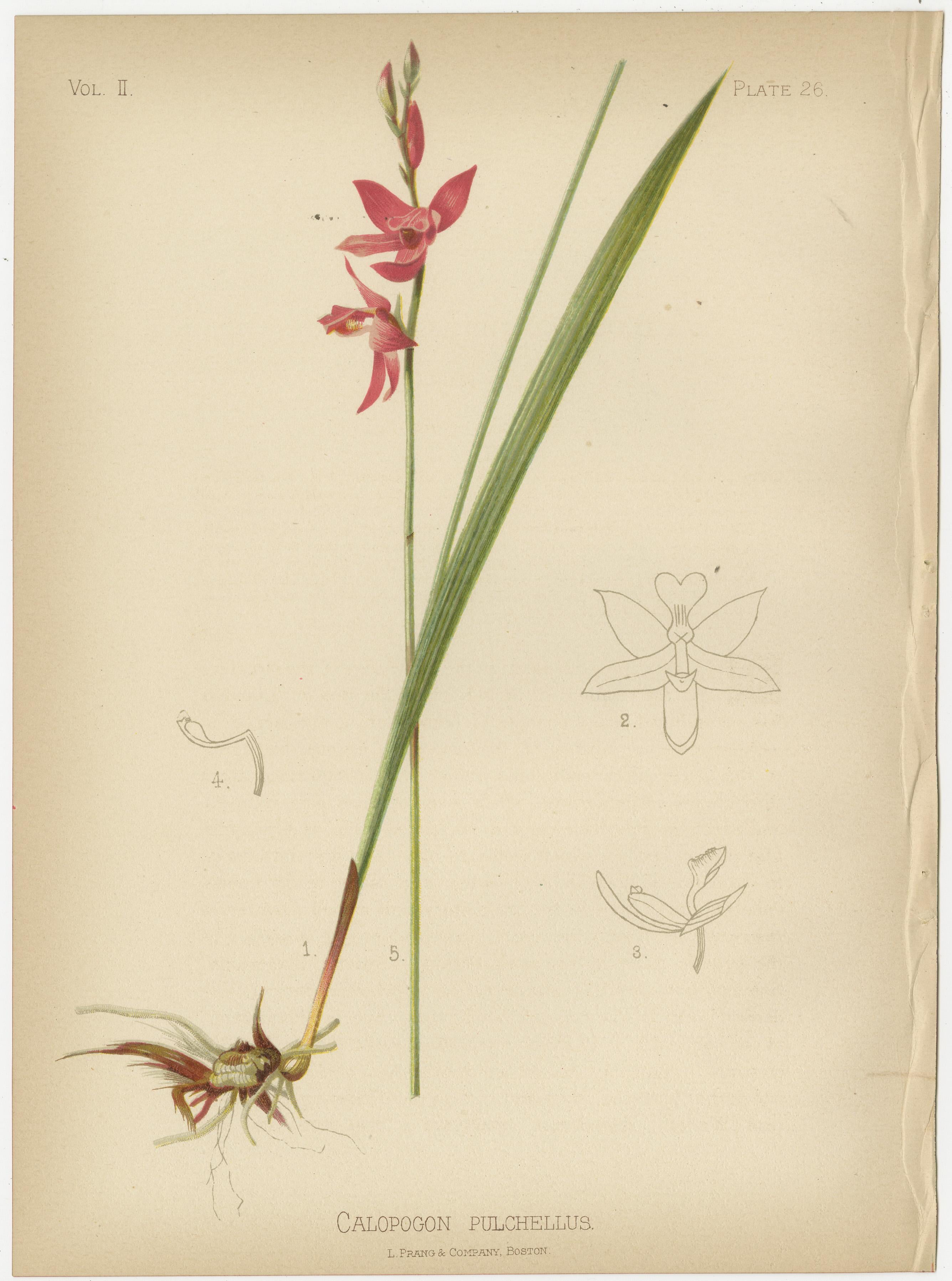 Paper Botanical Elegance: Flora of 19th Century America, 1879 For Sale
