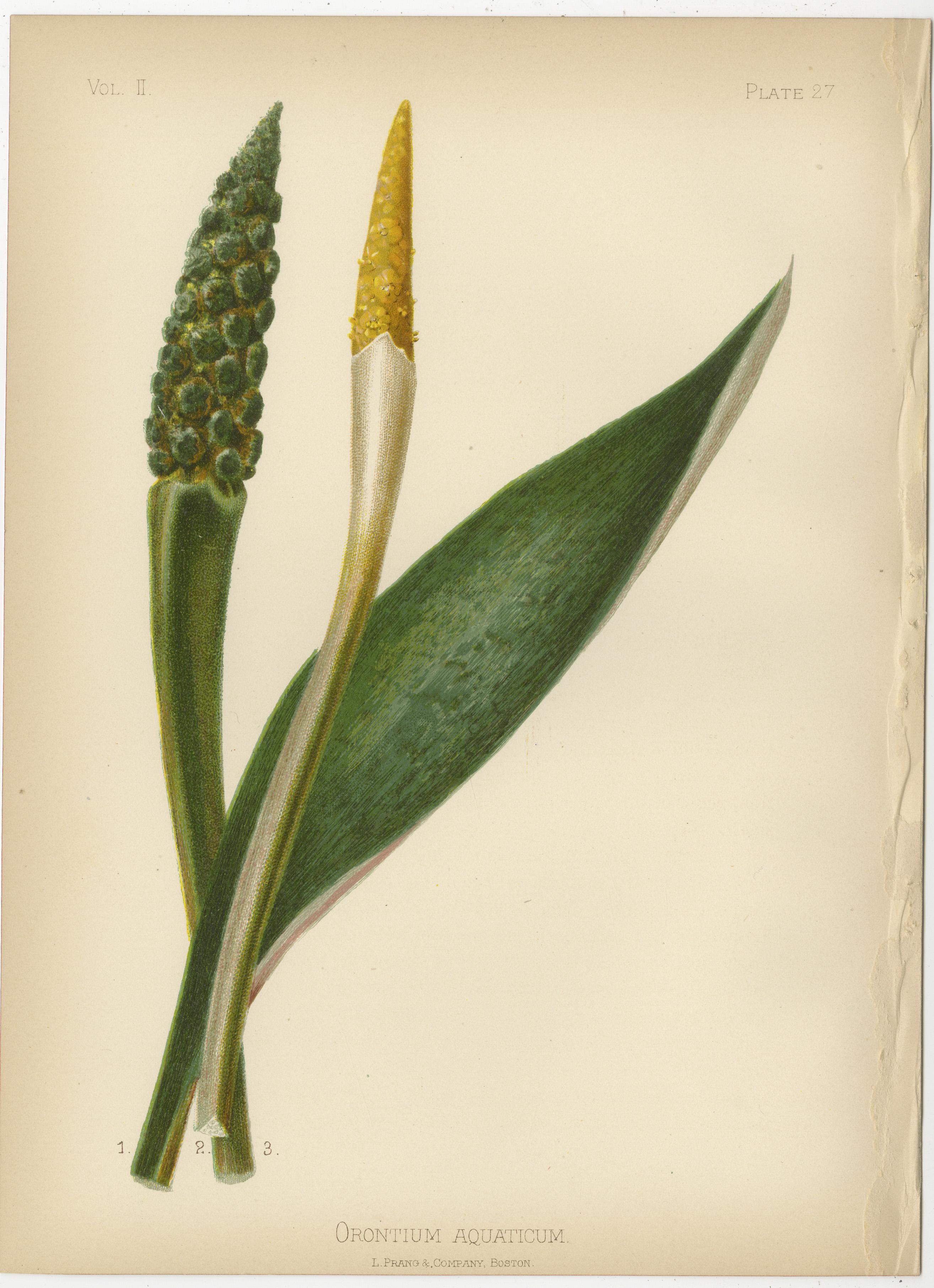 Botanical Elegance: Flora of 19th Century America, 1879 For Sale 1