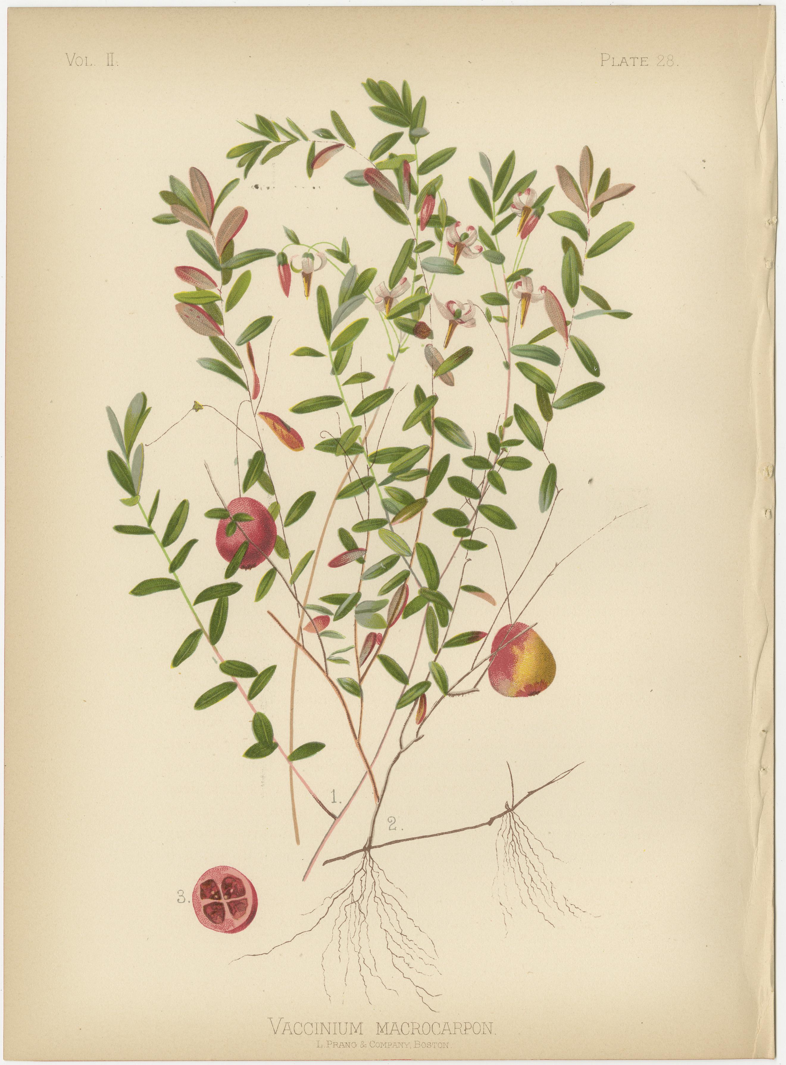 Botanical Elegance: Flora of 19th Century America, 1879 For Sale 2