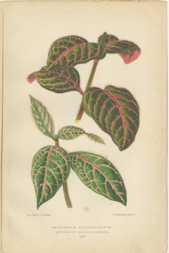 Botanical Elegance: Masterpieces of Victorian Horticulture, Published in 1880