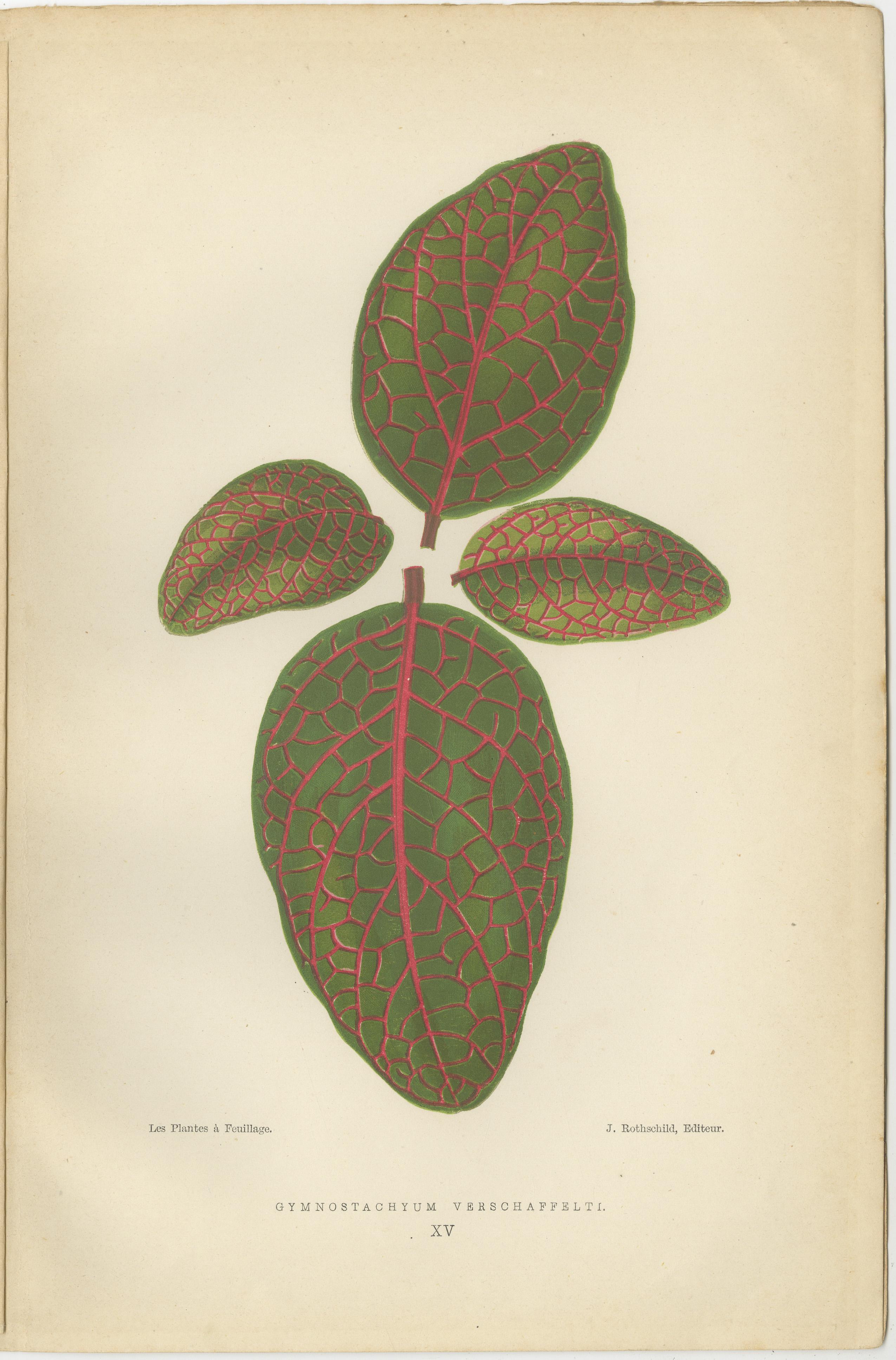 Botanical Elegance: Masterpieces of Victorian Horticulture, veröffentlicht 1880 im Zustand „Gut“ im Angebot in Langweer, NL