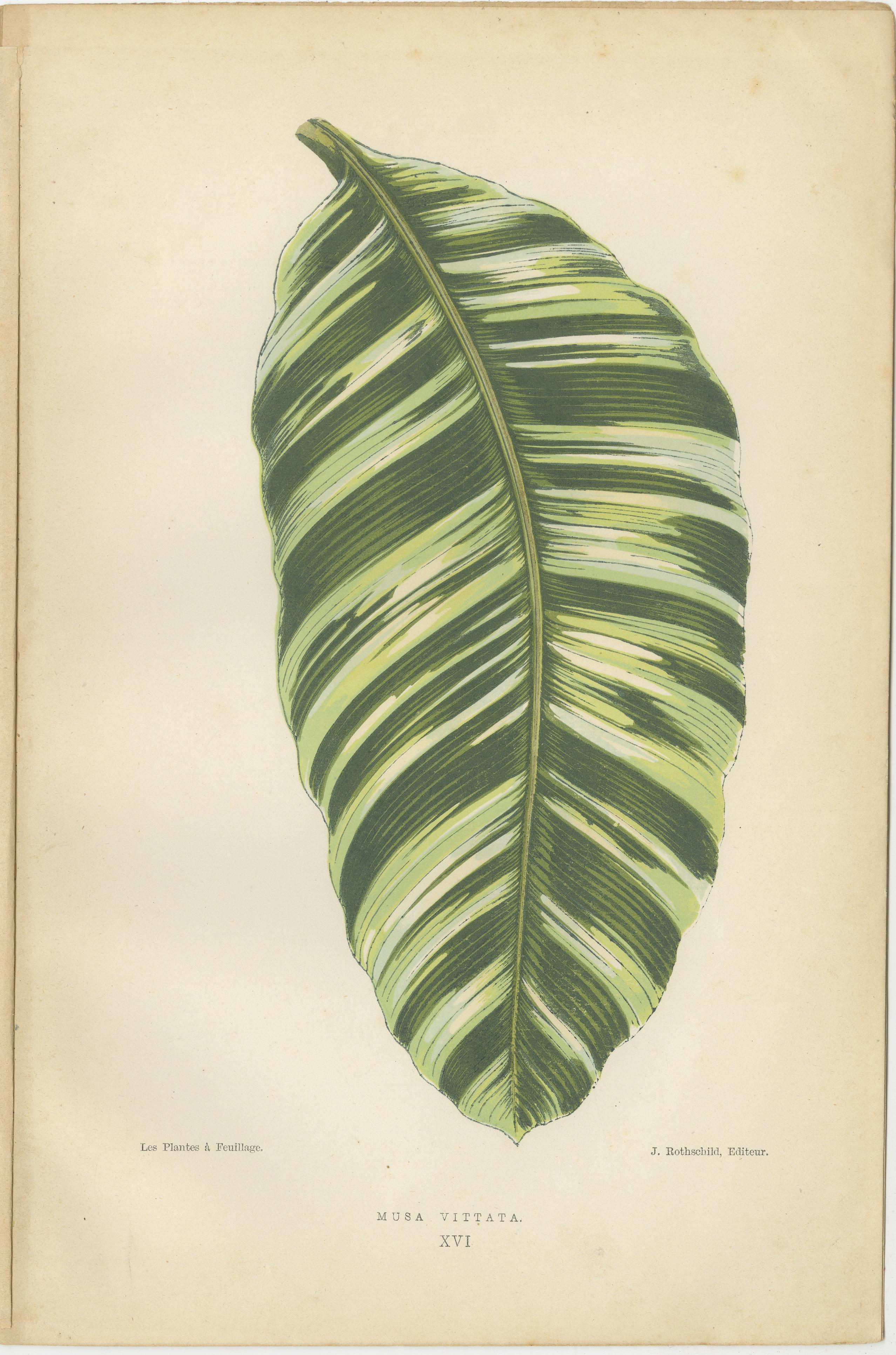 Late 19th Century Botanical Elegance: Masterpieces of Victorian Horticulture, Published in 1880 For Sale