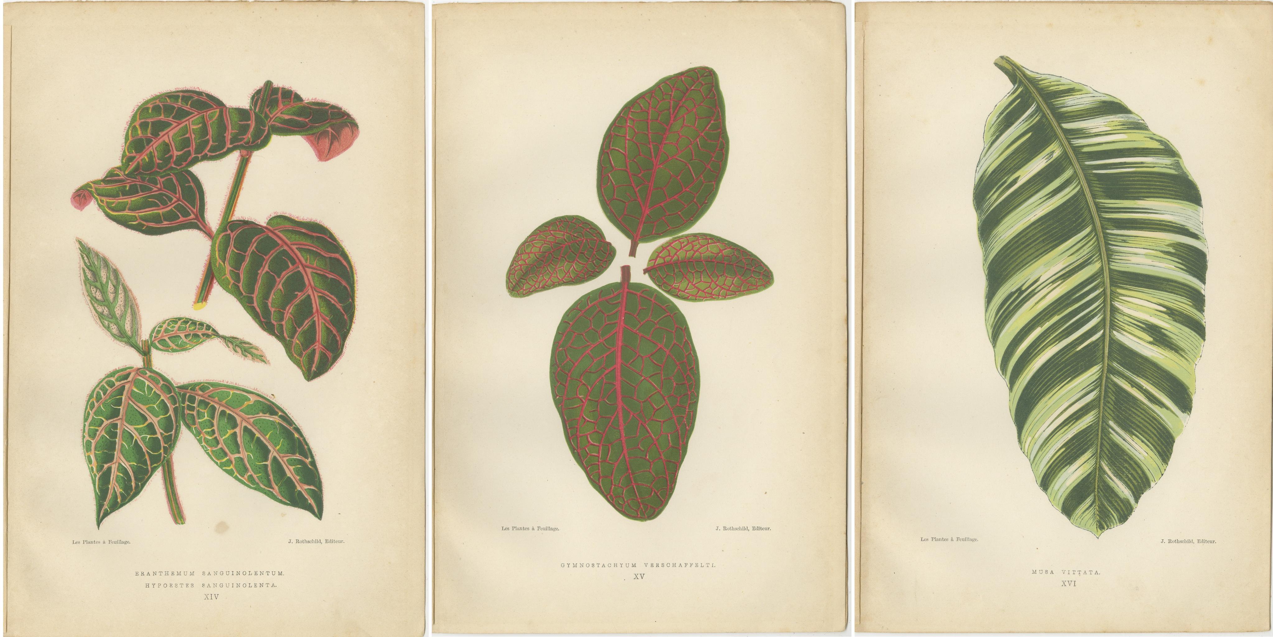 Paper Botanical Elegance: Masterpieces of Victorian Horticulture, Published in 1880 For Sale