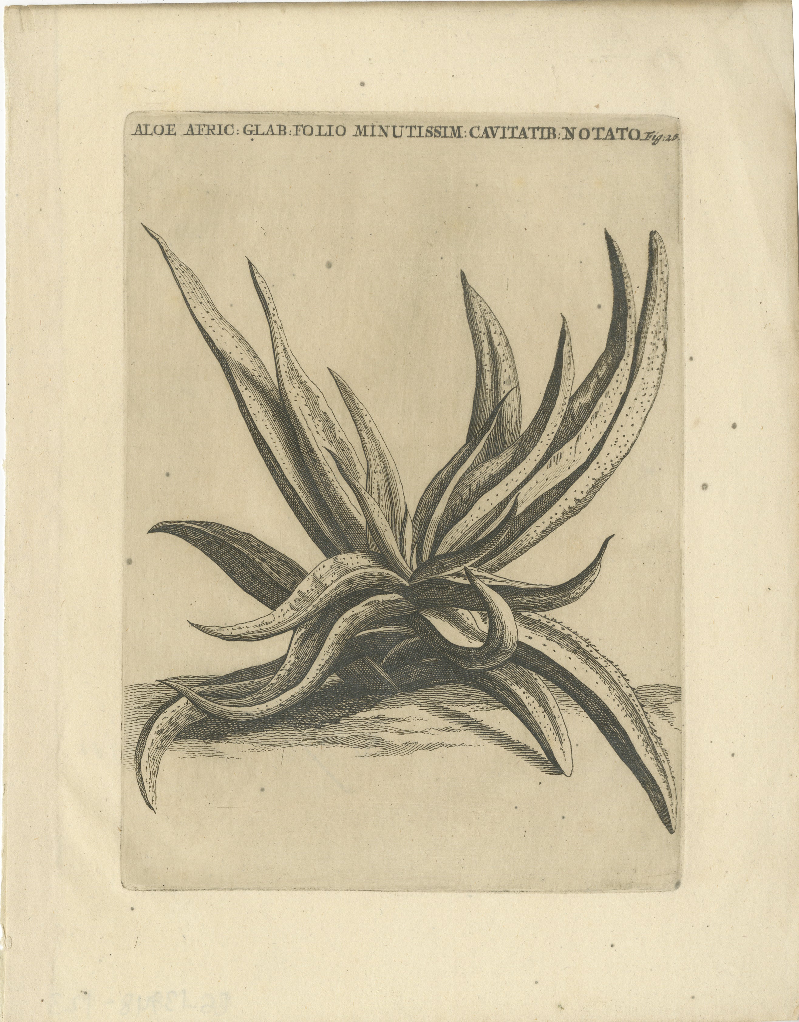 Afrikanische Aloe Botanischer Kupferstich aus Caspar Commelins 