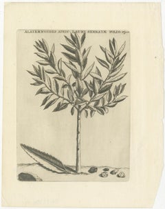 Botanical Engraving of Alaternoides Afric Lauri Serratae from Commelin, 1706