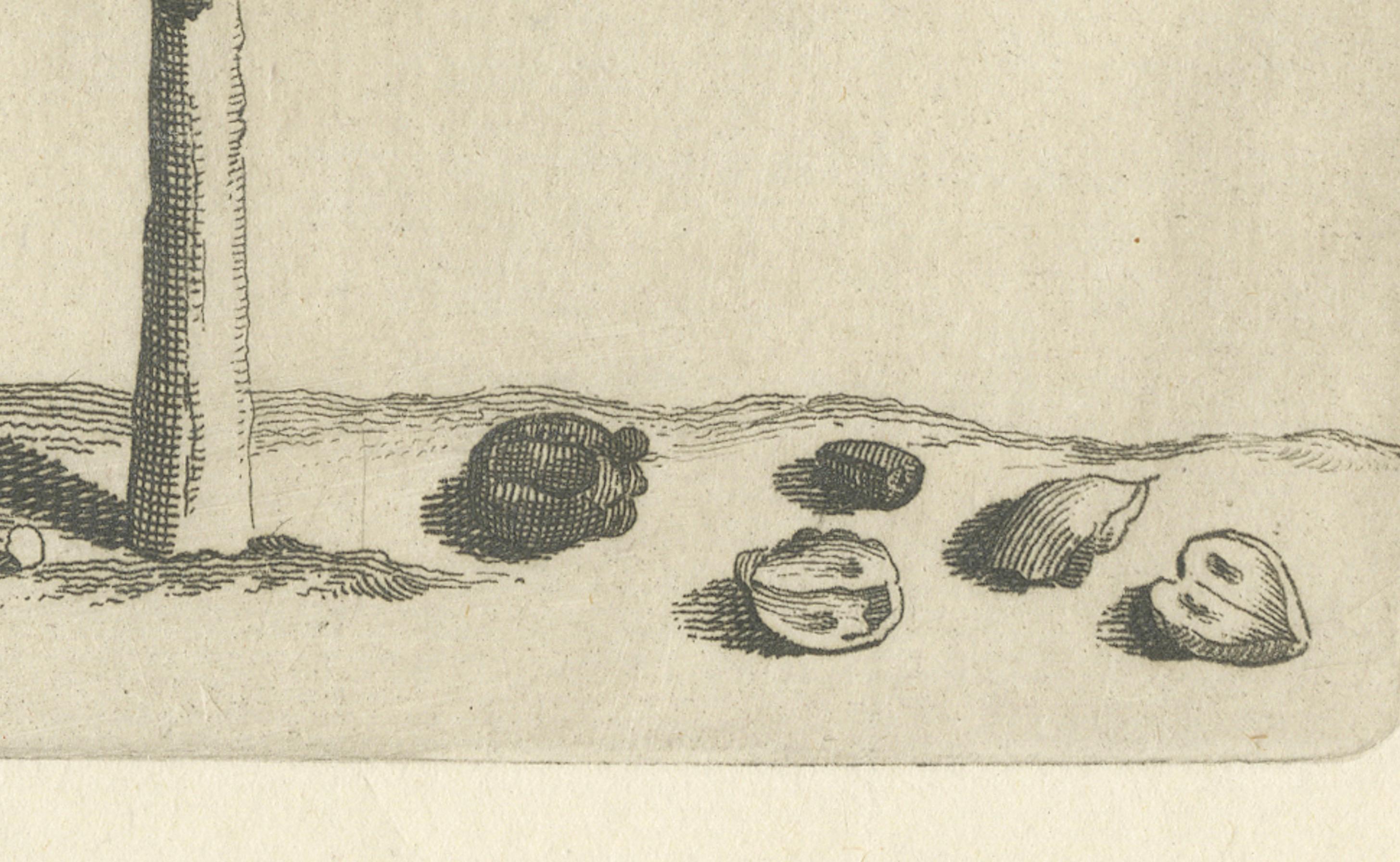 Botanicische Gravur von Alaternoides Afric Lauri Serratae aus Commelin, 1706 (Niederländisch) im Angebot