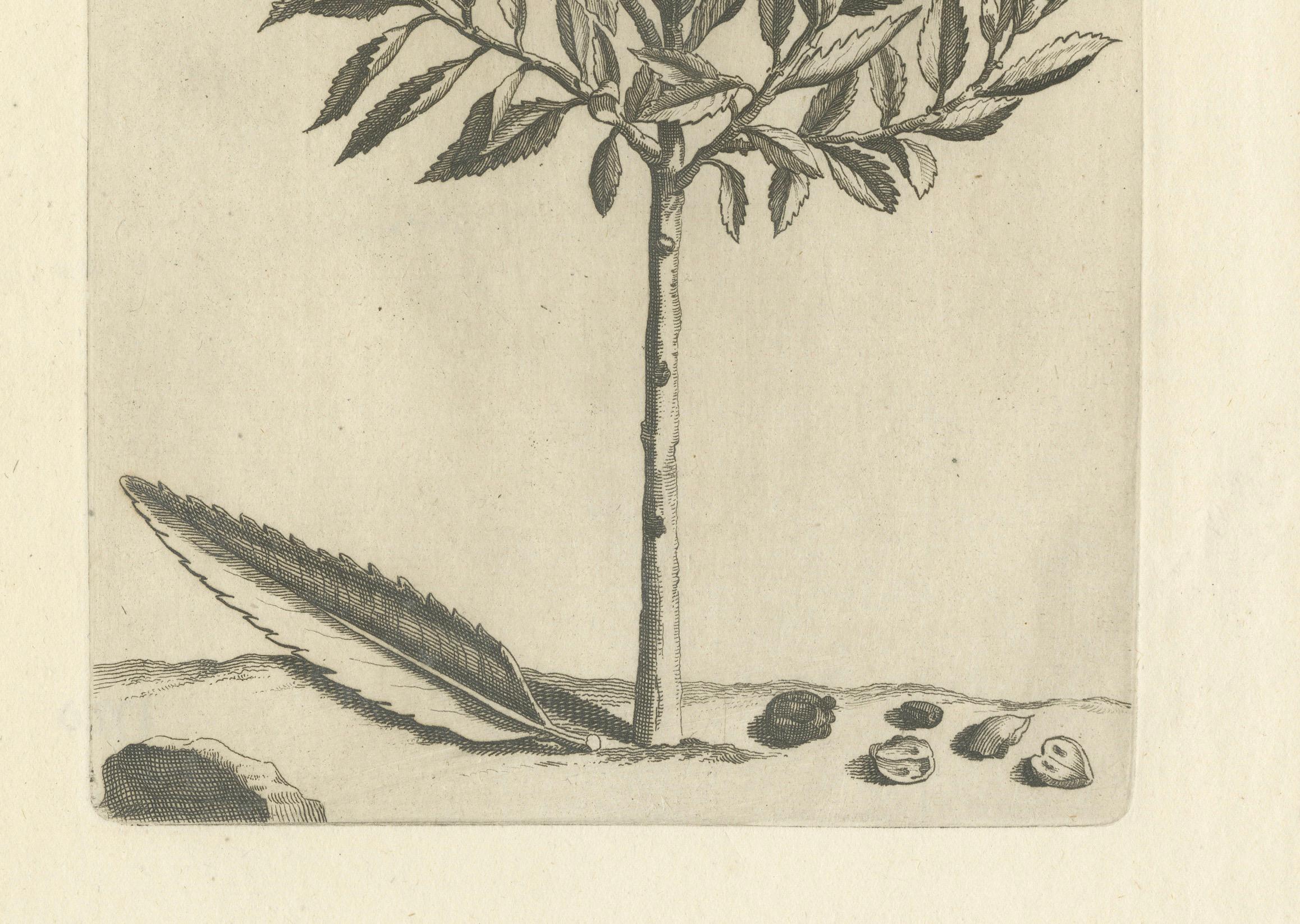 Botanicische Gravur von Alaternoides Afric Lauri Serratae aus Commelin, 1706 (Graviert) im Angebot