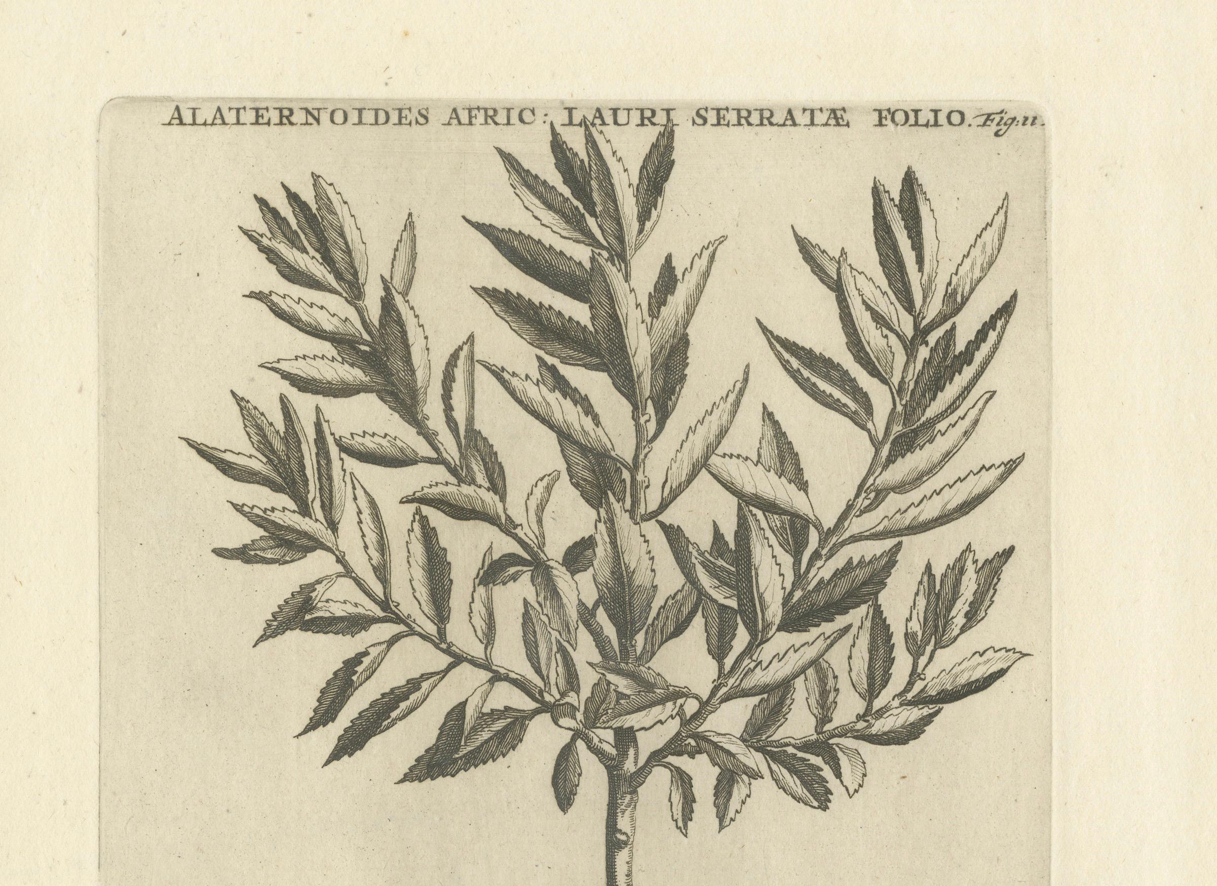 Botanicische Gravur von Alaternoides Afric Lauri Serratae aus Commelin, 1706 im Zustand „Gut“ im Angebot in Langweer, NL