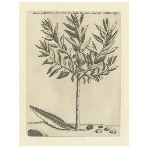 Botanical Engraving of Alaternoides Afric Lauri Serratae from Commelin, 1706