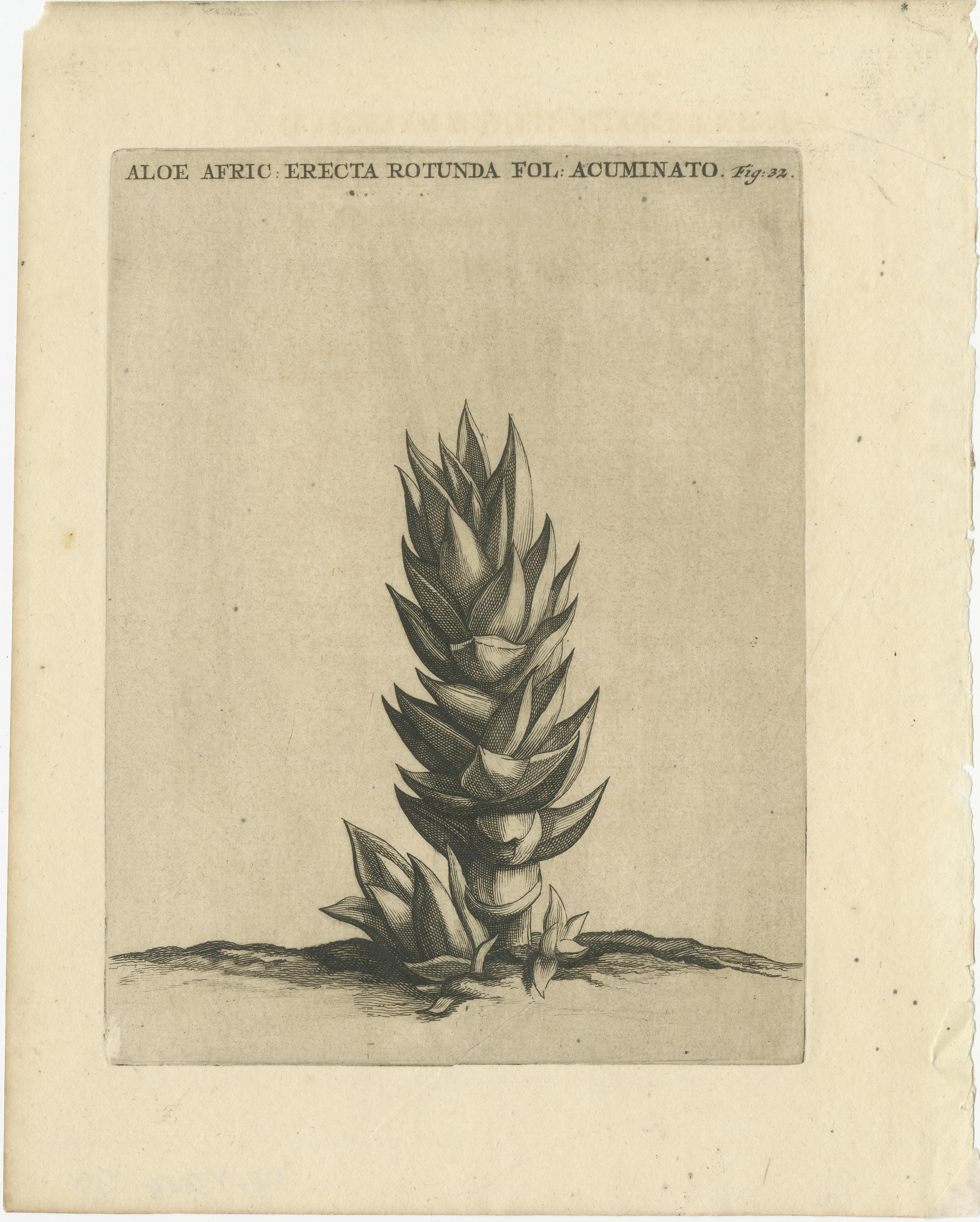 Gravure botanique de l'Aloe Afric Erecta d'après l'œuvre de Caspar Commelin, 1706

Cette gravure est probablement une illustration botanique tirée du 