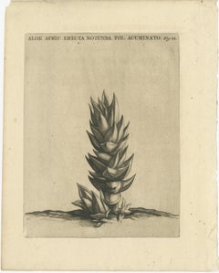 Botanical Engraving of Aloe Afric Erecta from Caspar Commelin's Work, 1706