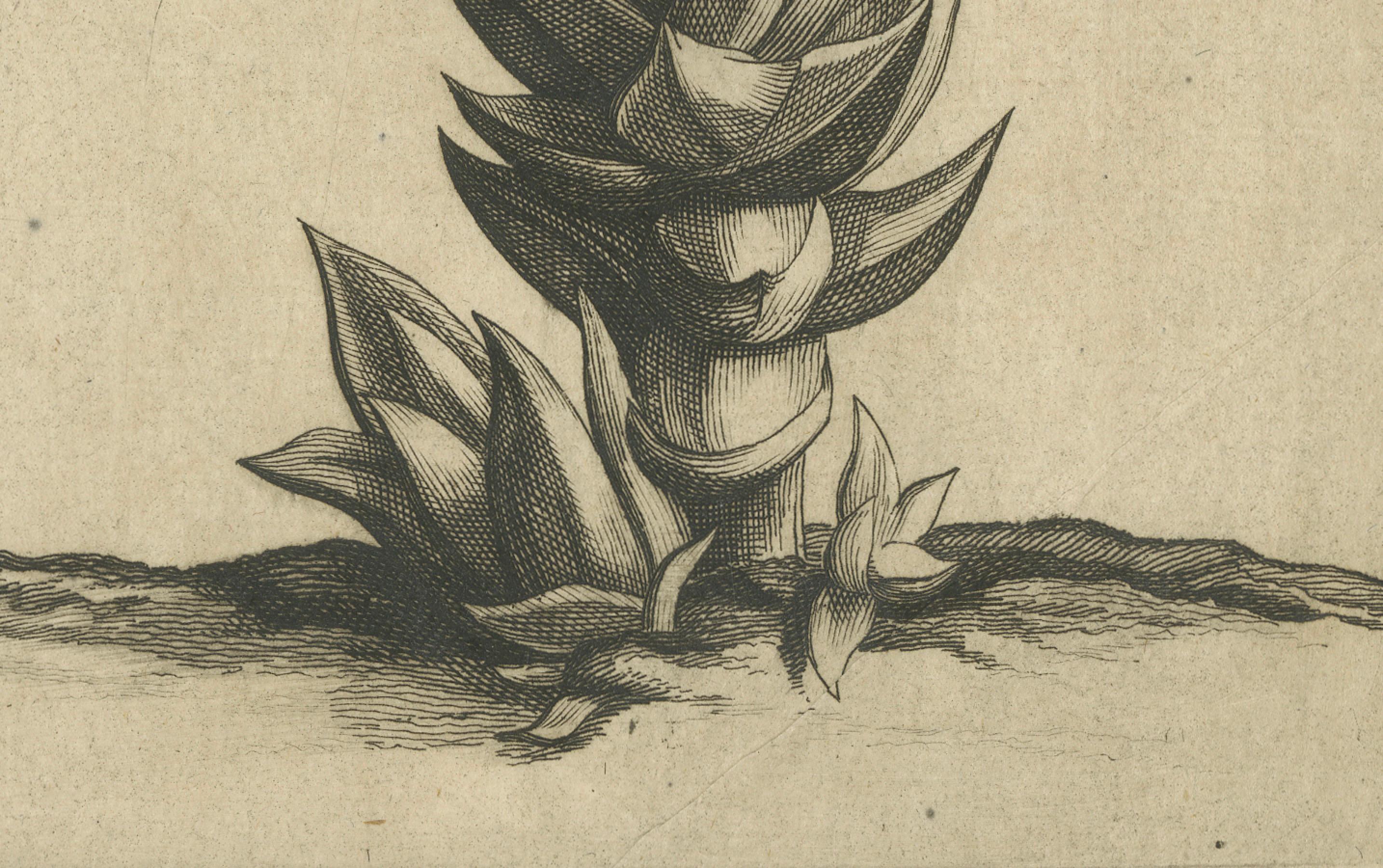 Gravé Gravure botanique de l'Aloe Afric Erecta d'après l'œuvre de Caspar Commelin, 1706 en vente