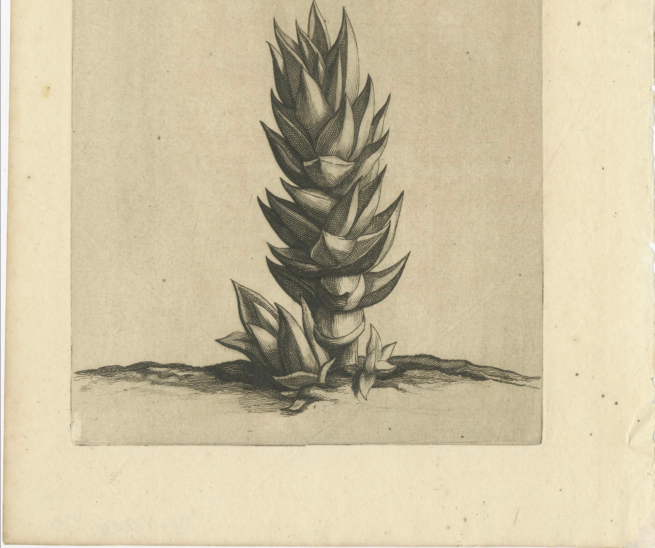 Gravure botanique de l'Aloe Afric Erecta d'après l'œuvre de Caspar Commelin, 1706 Bon état - En vente à Langweer, NL