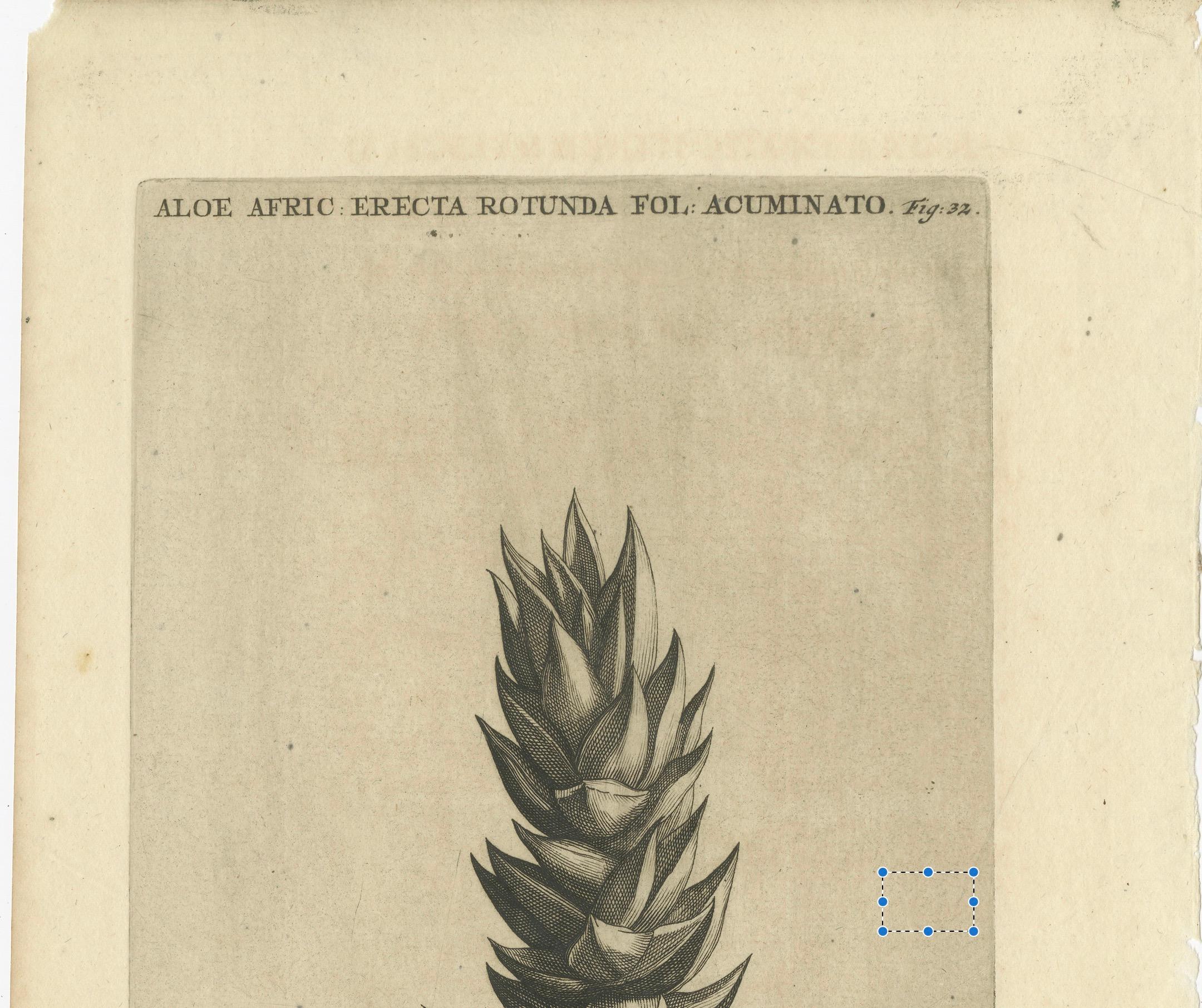 Début du XVIIIe siècle Gravure botanique de l'Aloe Afric Erecta d'après l'œuvre de Caspar Commelin, 1706 en vente