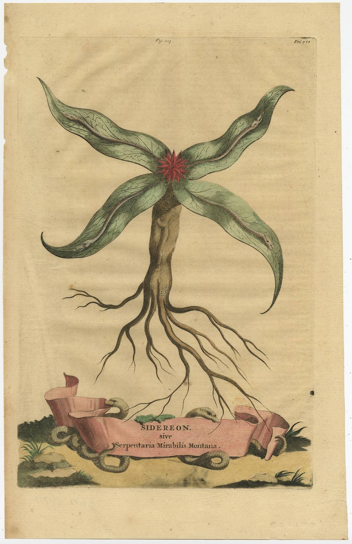 Botanical Engraving of Arrowhead from Munting’s 1696 Herbal Collection
