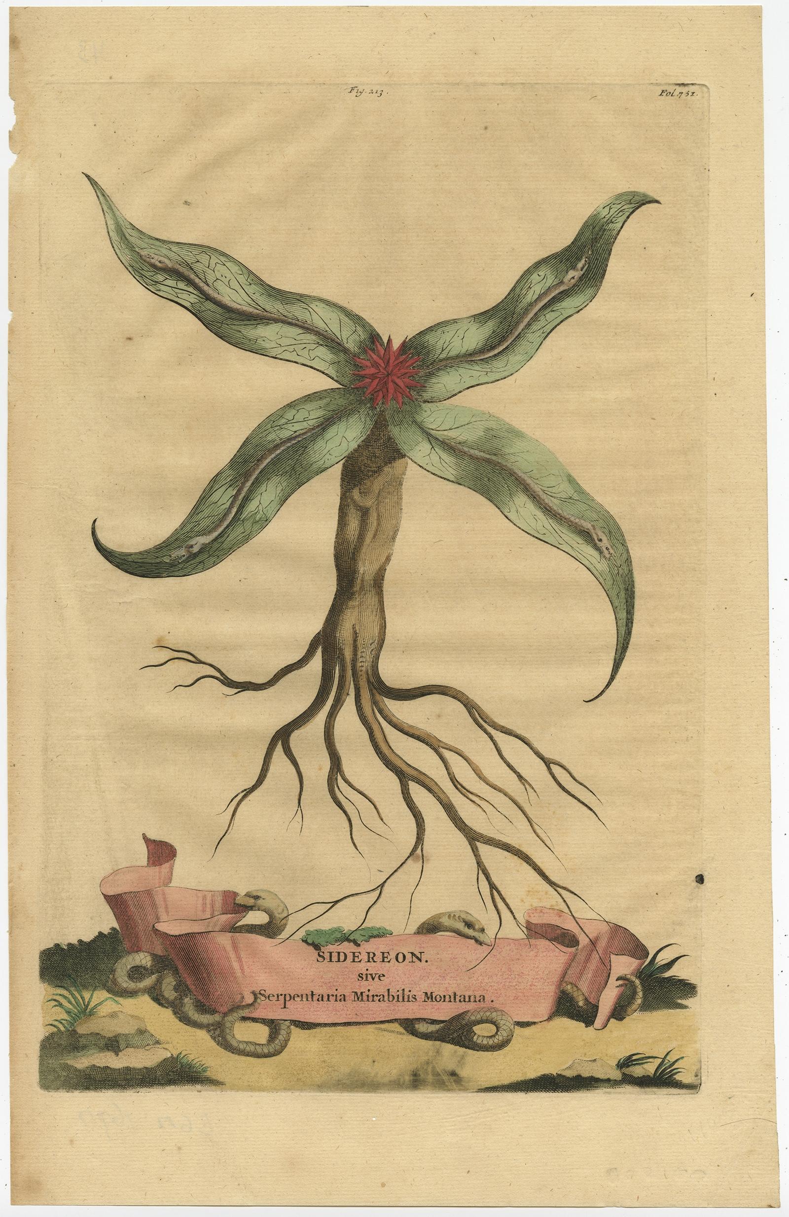 Botanischer Kupferstich einer Pfeilspitze aus Muntings Kräutersammlung von 1696 (Graviert) im Angebot