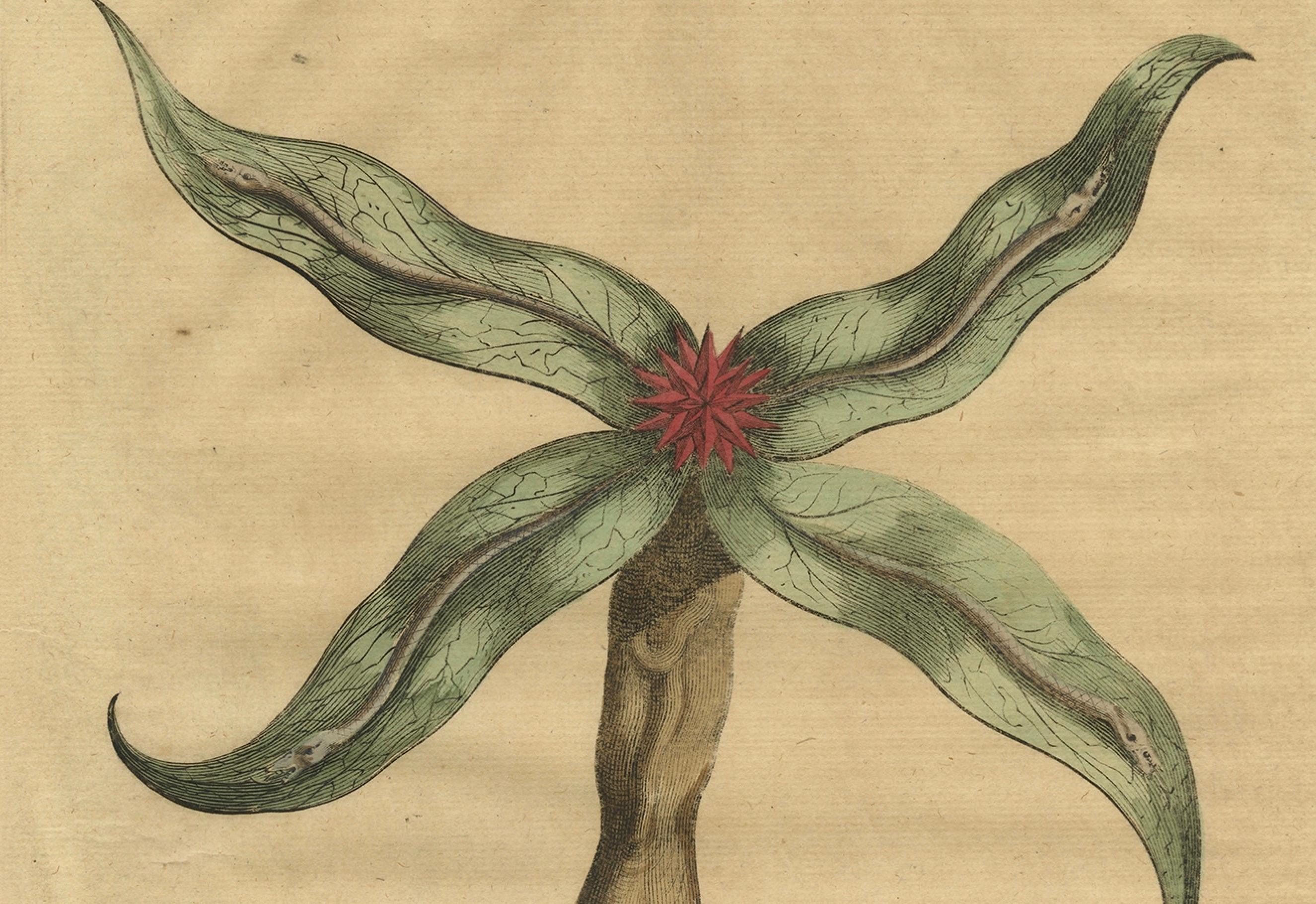 Botanischer Kupferstich einer Pfeilspitze aus Muntings Kräutersammlung von 1696 im Zustand „Gut“ im Angebot in Langweer, NL