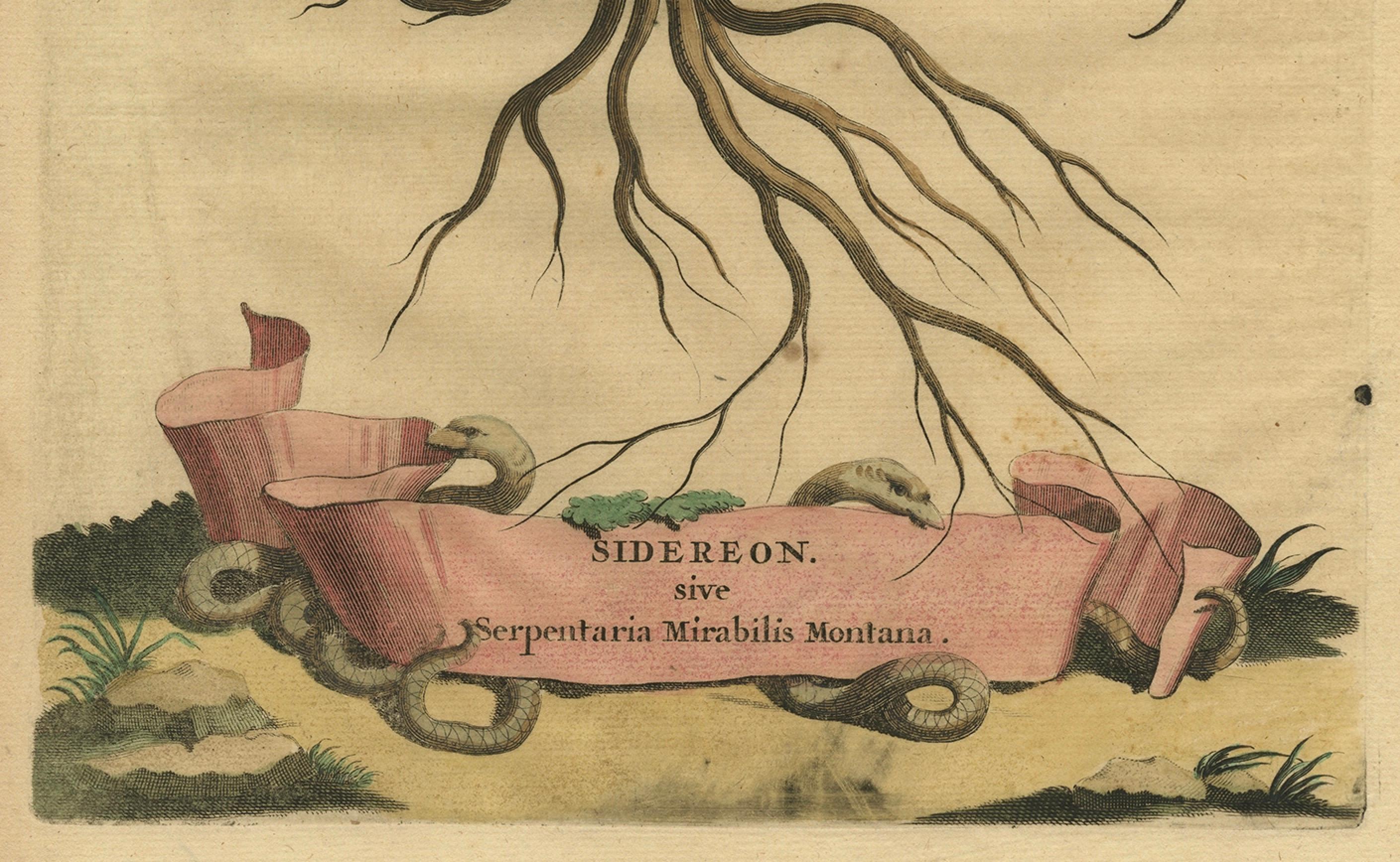 Botanischer Kupferstich einer Pfeilspitze aus Muntings Kräutersammlung von 1696 (Spätes 17. Jahrhundert) im Angebot