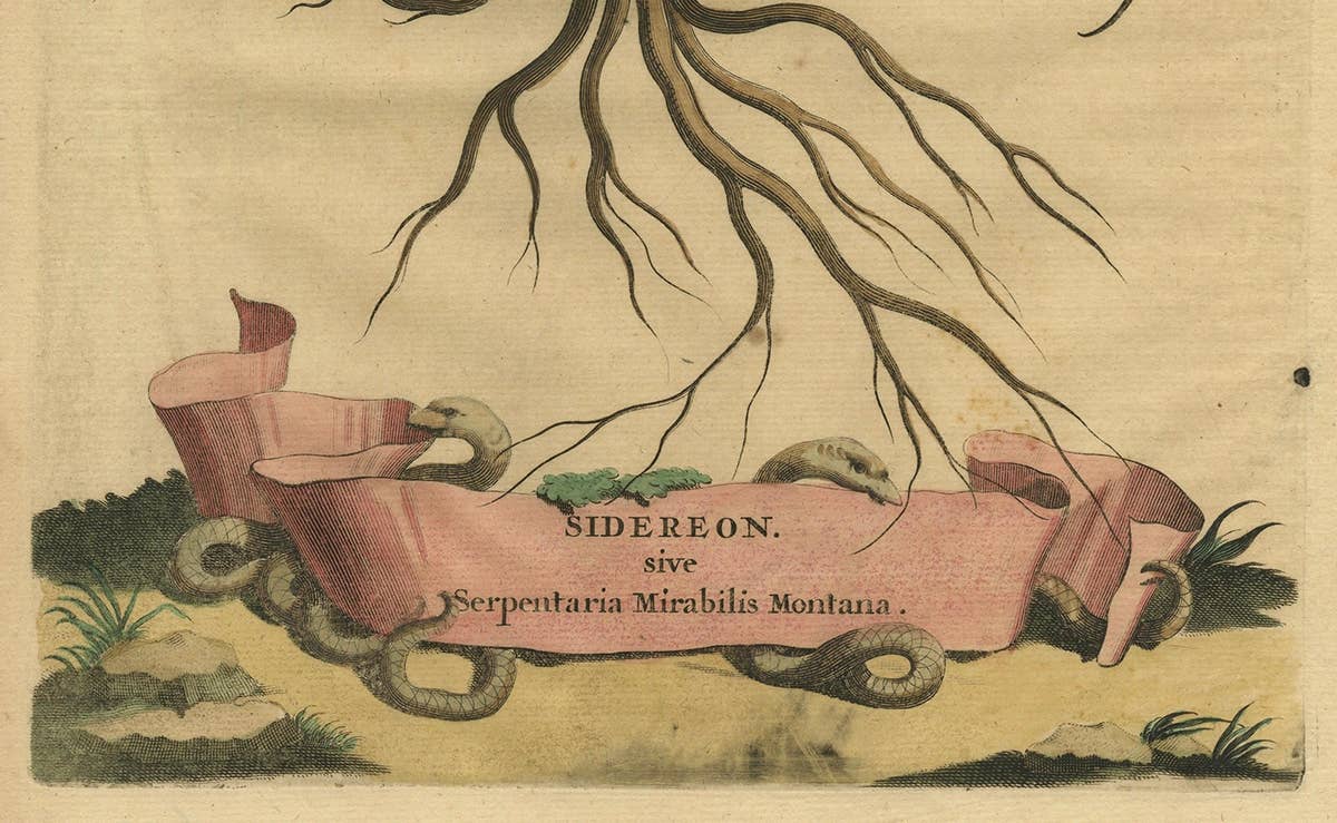 Botanical Engraving of Arrowhead from Munting’s 1696 Herbal Collection