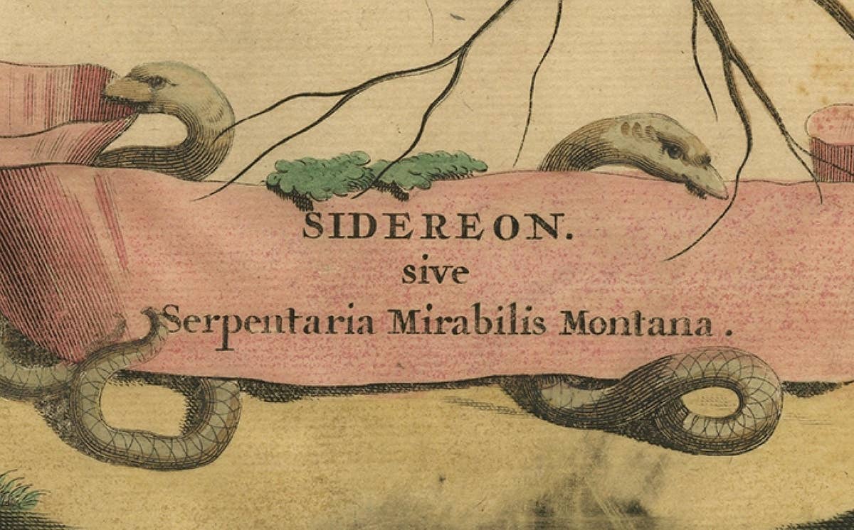 Botanical Engraving of Arrowhead from Munting’s 1696 Herbal Collection