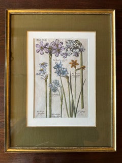 Botanical Engraving of Narcissus Flowers, Framed, Amsterdam 1655