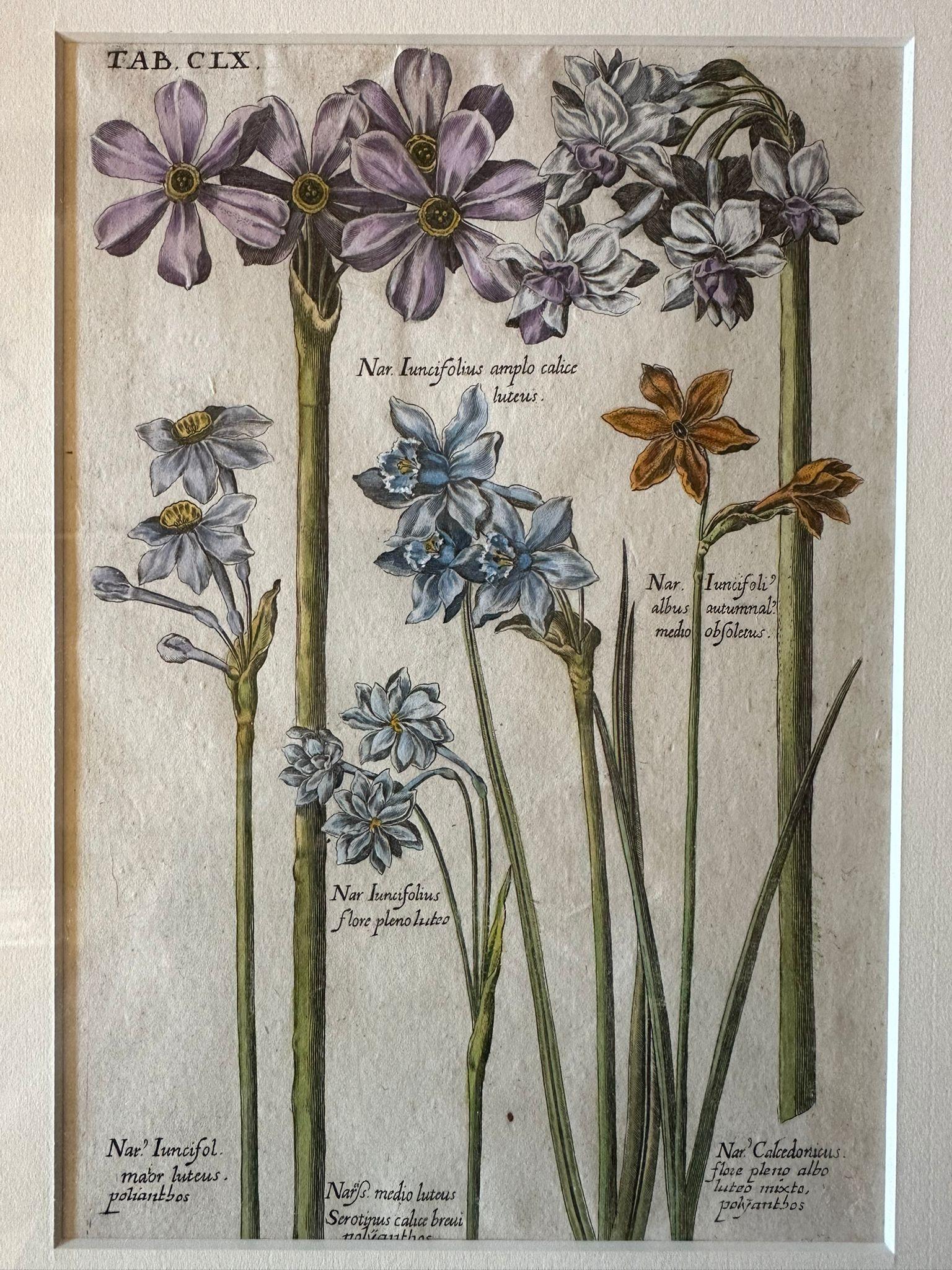 Engraved Botanical Engraving of Narcissus Flowers, Framed, Amsterdam 1655 For Sale