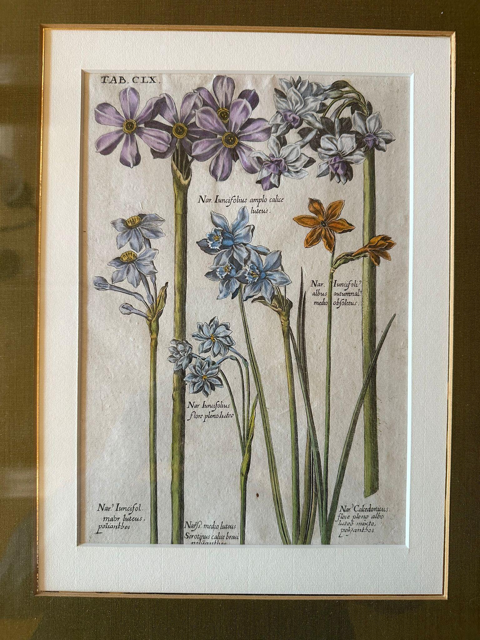 Botanical Engraving of Narcissus Flowers, Framed, Amsterdam 1655 In Good Condition For Sale In Langweer, NL