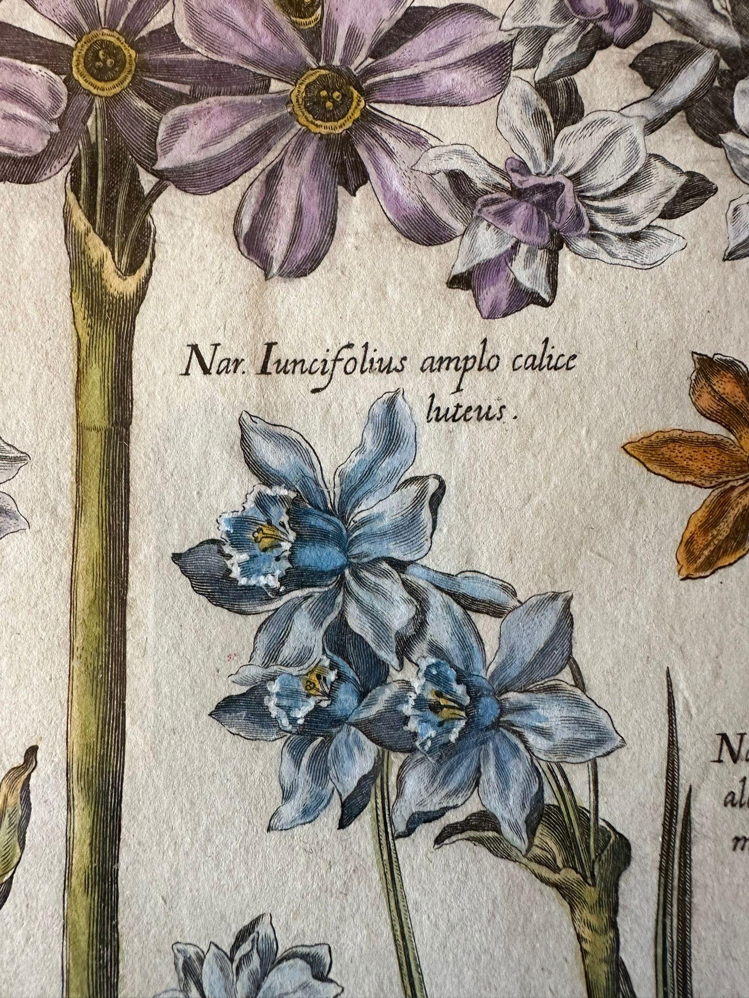 17th Century Botanical Engraving of Narcissus Flowers, Framed, Amsterdam 1655 For Sale