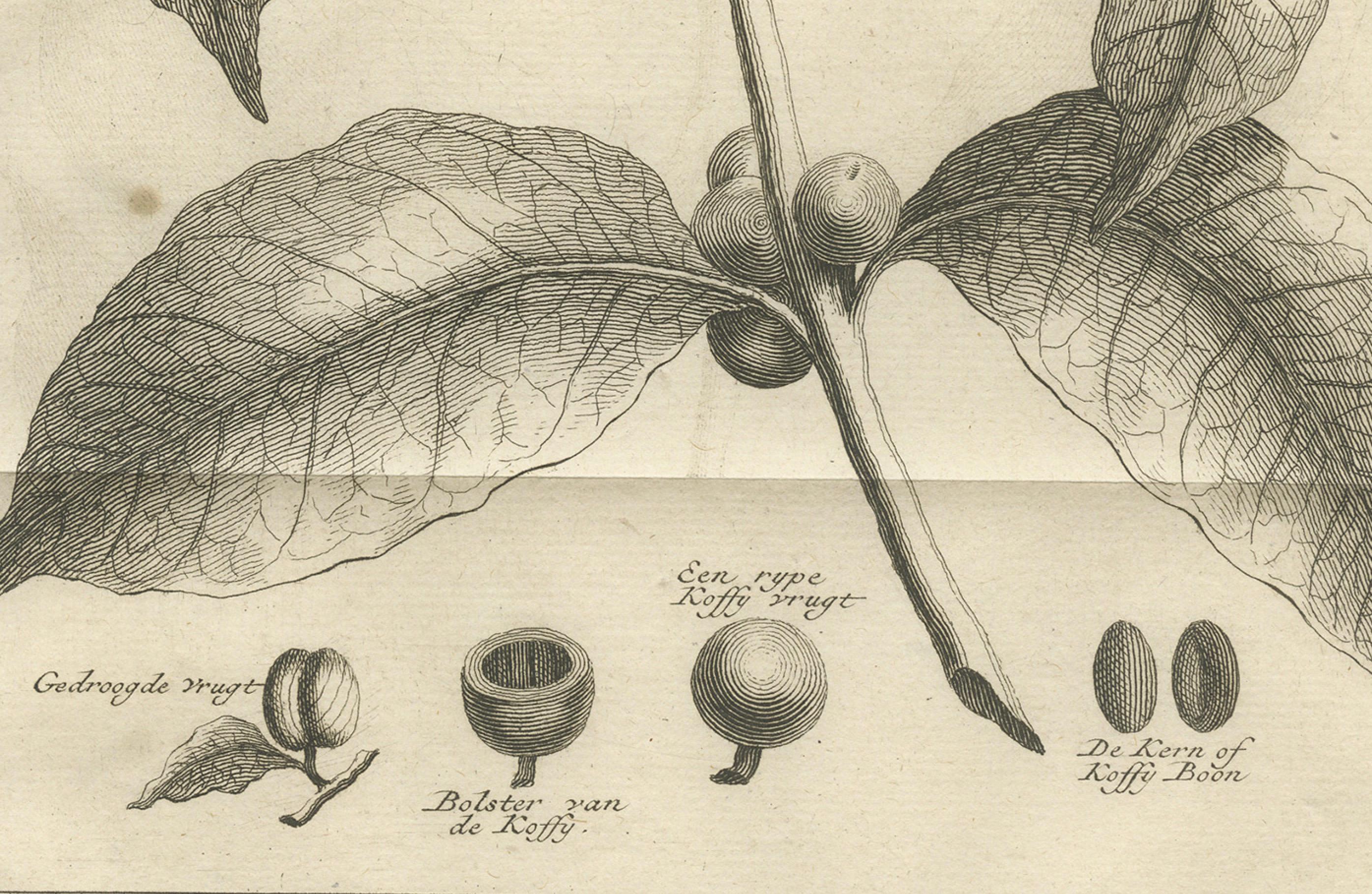 Botanischer Kupferstich der Kaffeepflanze - Niederländische Kolonialzeit, um 1737

Dieser exquisite botanische Stich zeigt die Kaffeepflanze in detaillierter wissenschaftlicher Form, wie sie während der niederländischen Kolonialzeit erforscht und