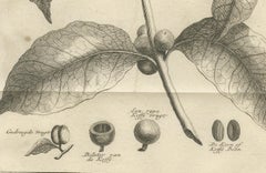 Botanical Engraving of the Coffee Plant – Dutch Colonial Period, c.1737