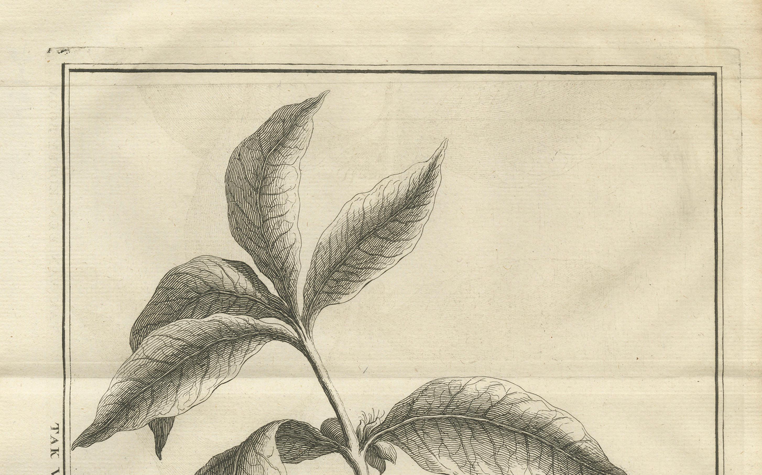 Botanischer Kupferstich der Kaffeepflanze - Niederländische Kolonialzeit, um 1737 (Graviert) im Angebot