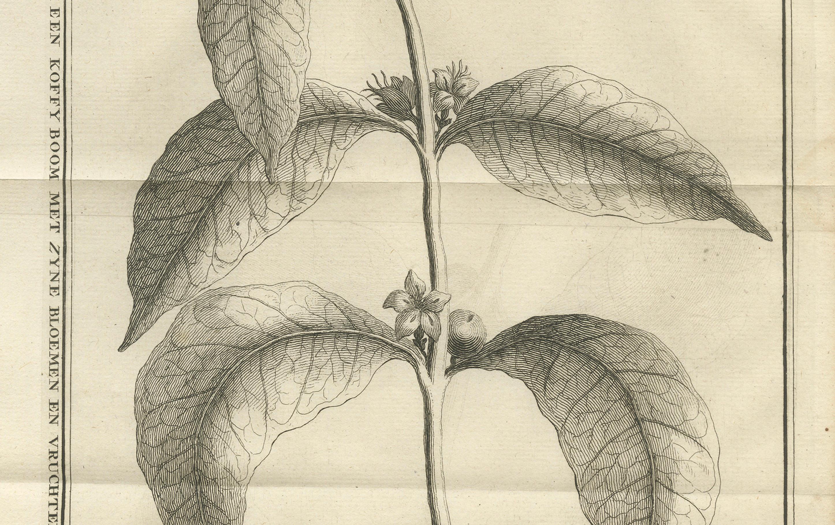 Botanischer Kupferstich der Kaffeepflanze - Niederländische Kolonialzeit, um 1737 im Zustand „Gut“ im Angebot in Langweer, NL